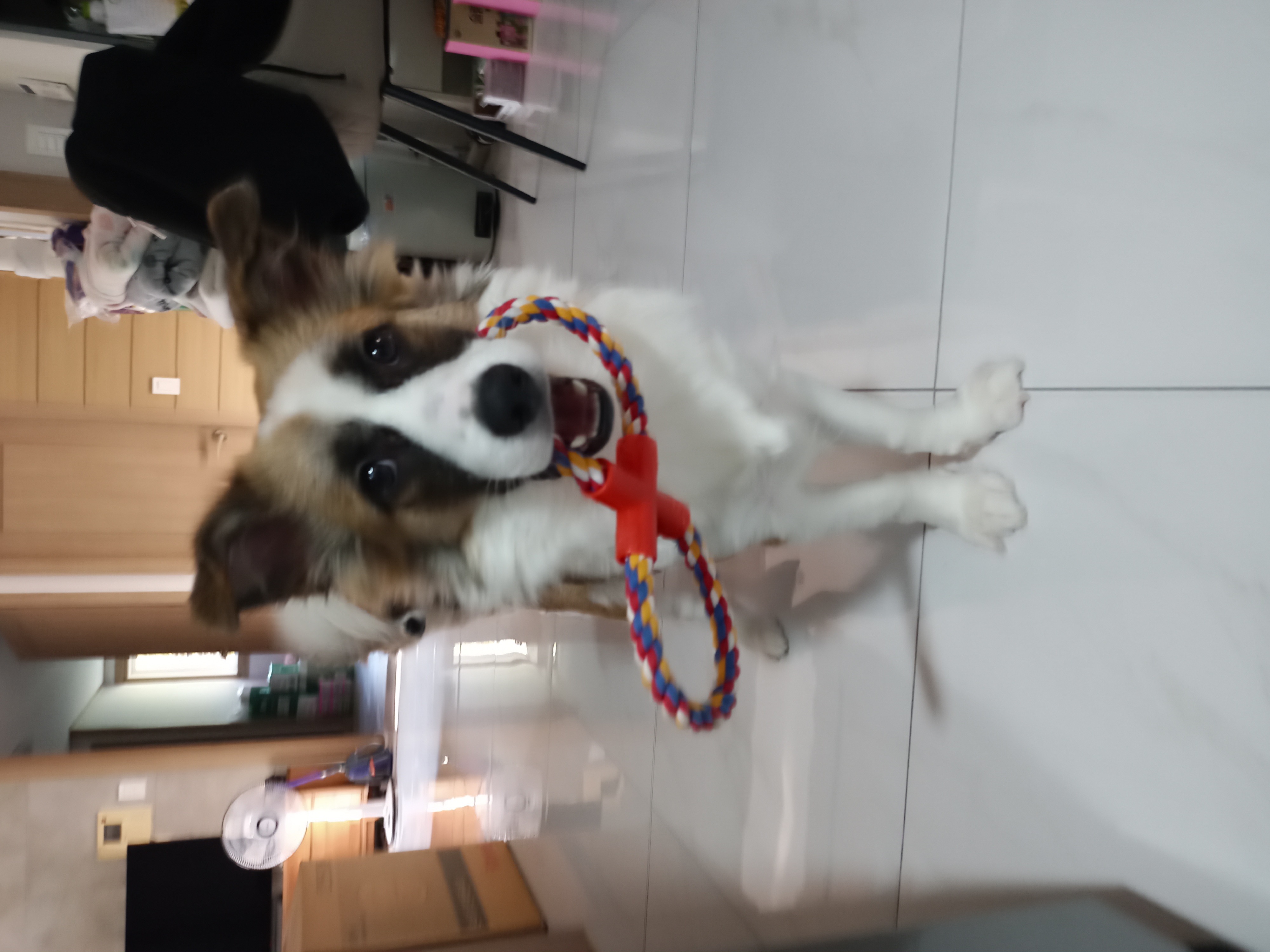 해돌, 해솔 입양 4개월째입니다