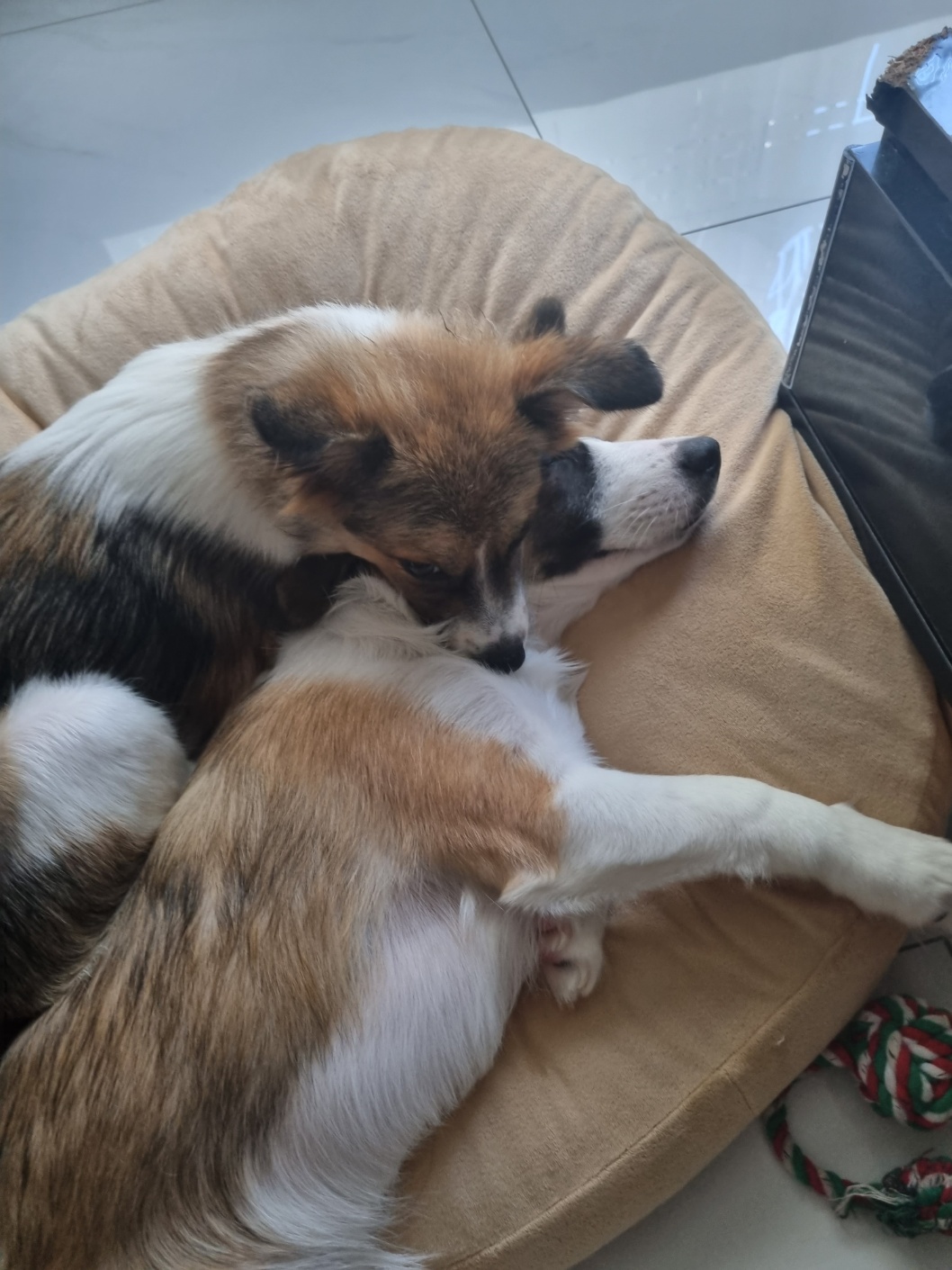 해돌, 해솔 입양 4개월째입니다