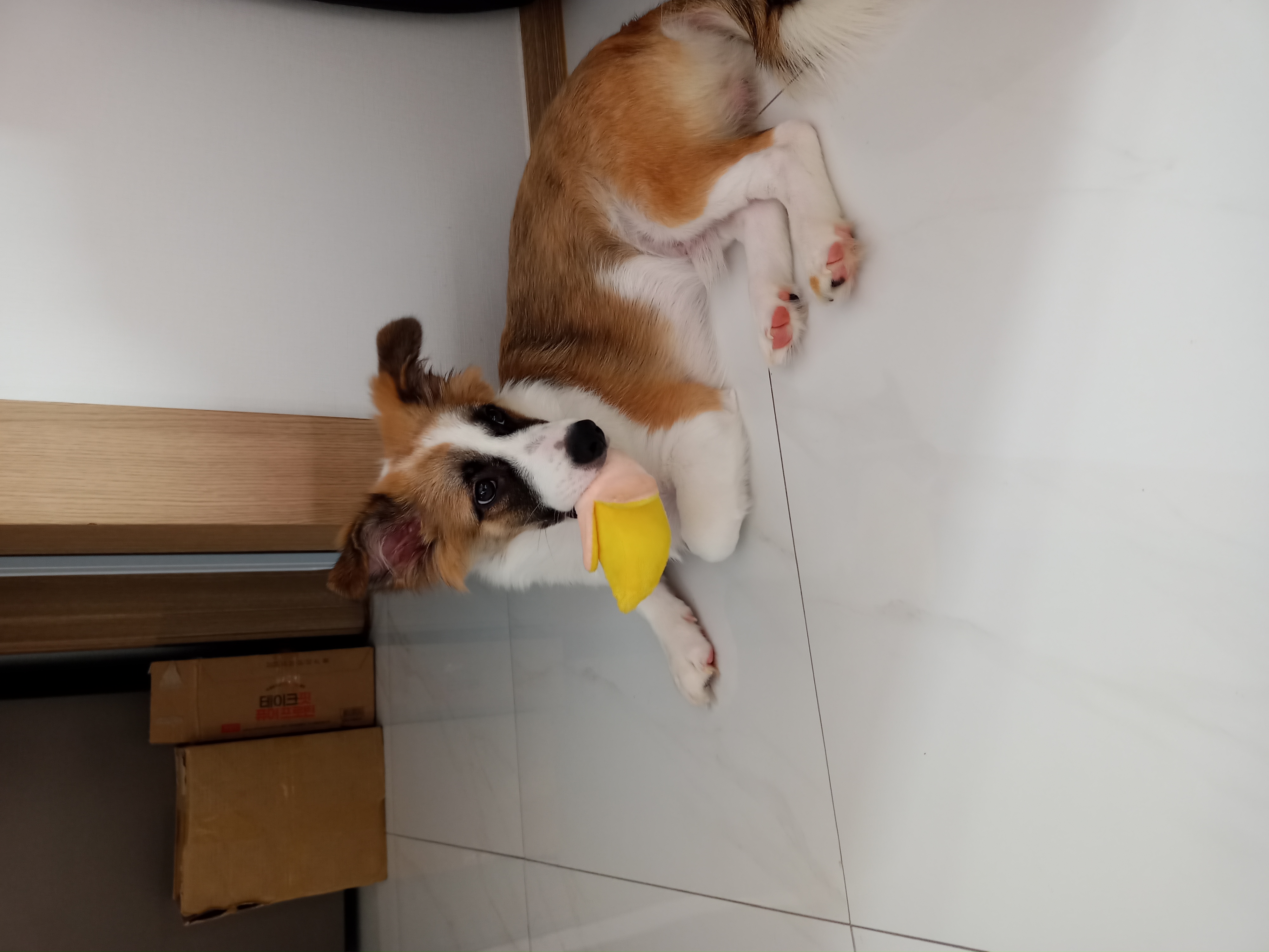 해돌, 해솔 입양 4개월째입니다