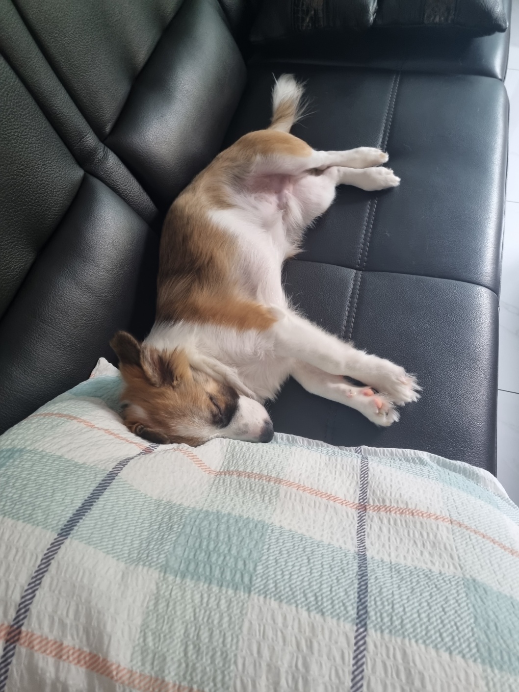 해돌, 해솔 입양 4개월째입니다