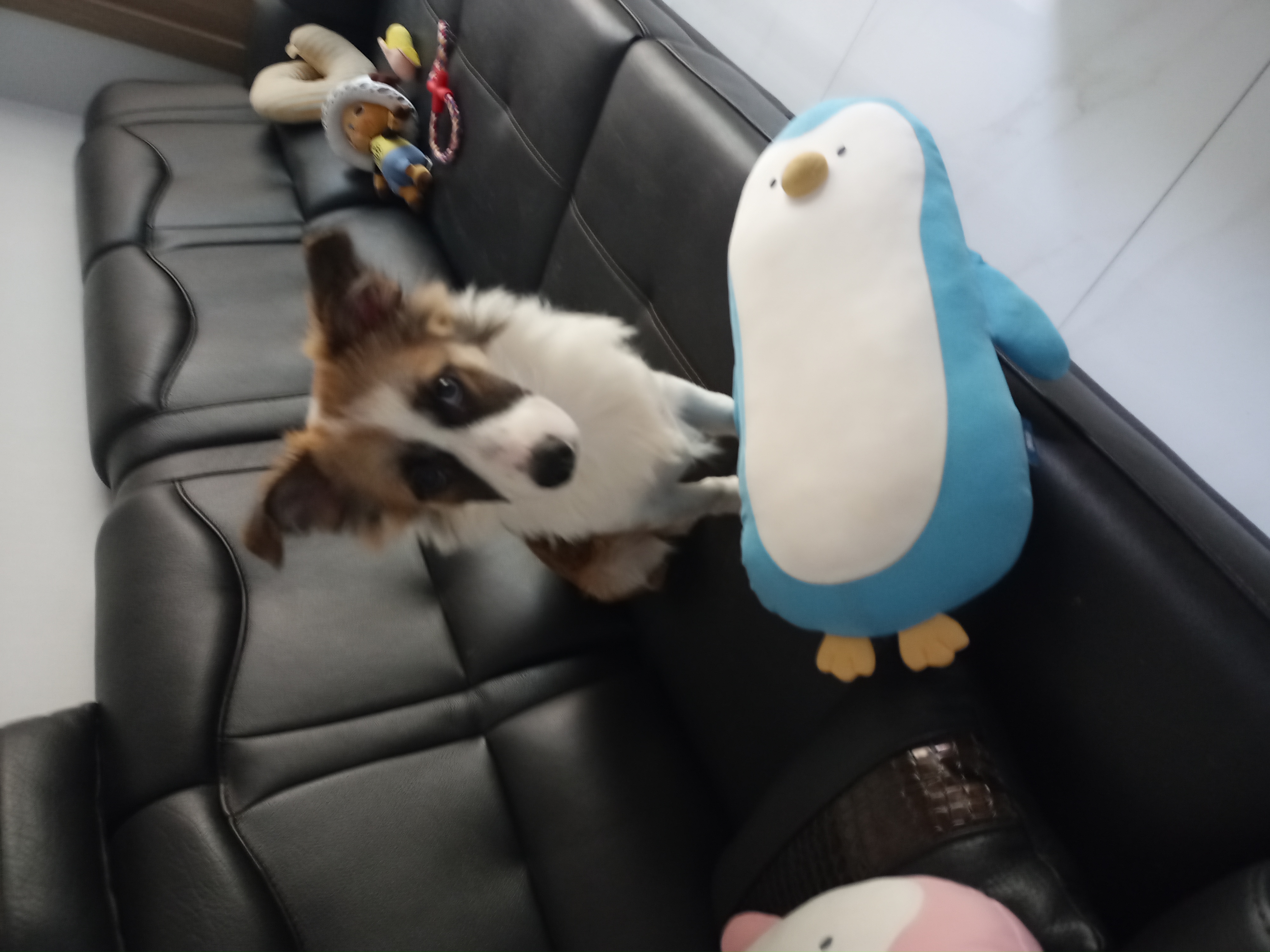 해돌, 해솔 입양 4개월째입니다