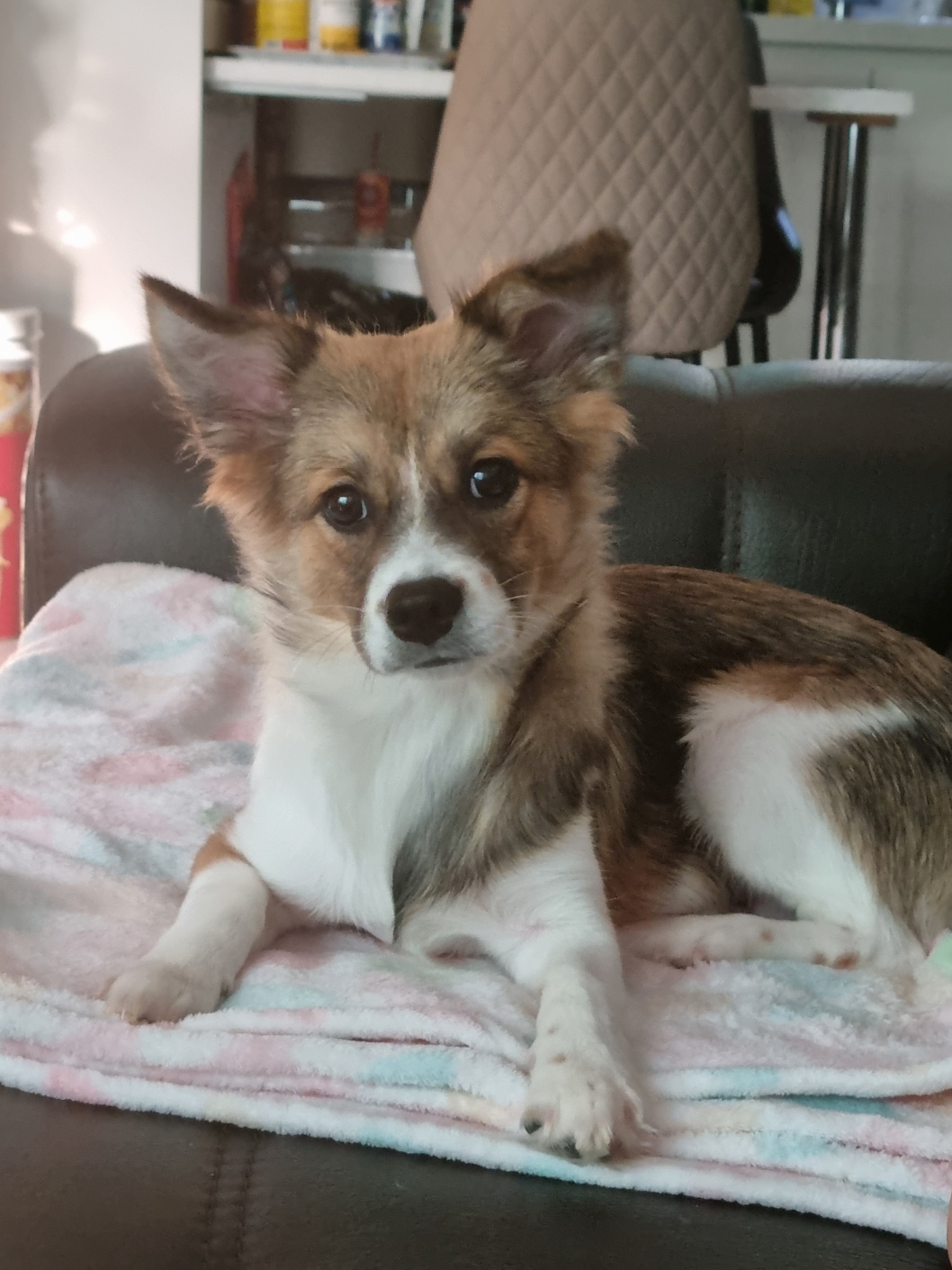 해돌, 해솔 입양 4개월째입니다