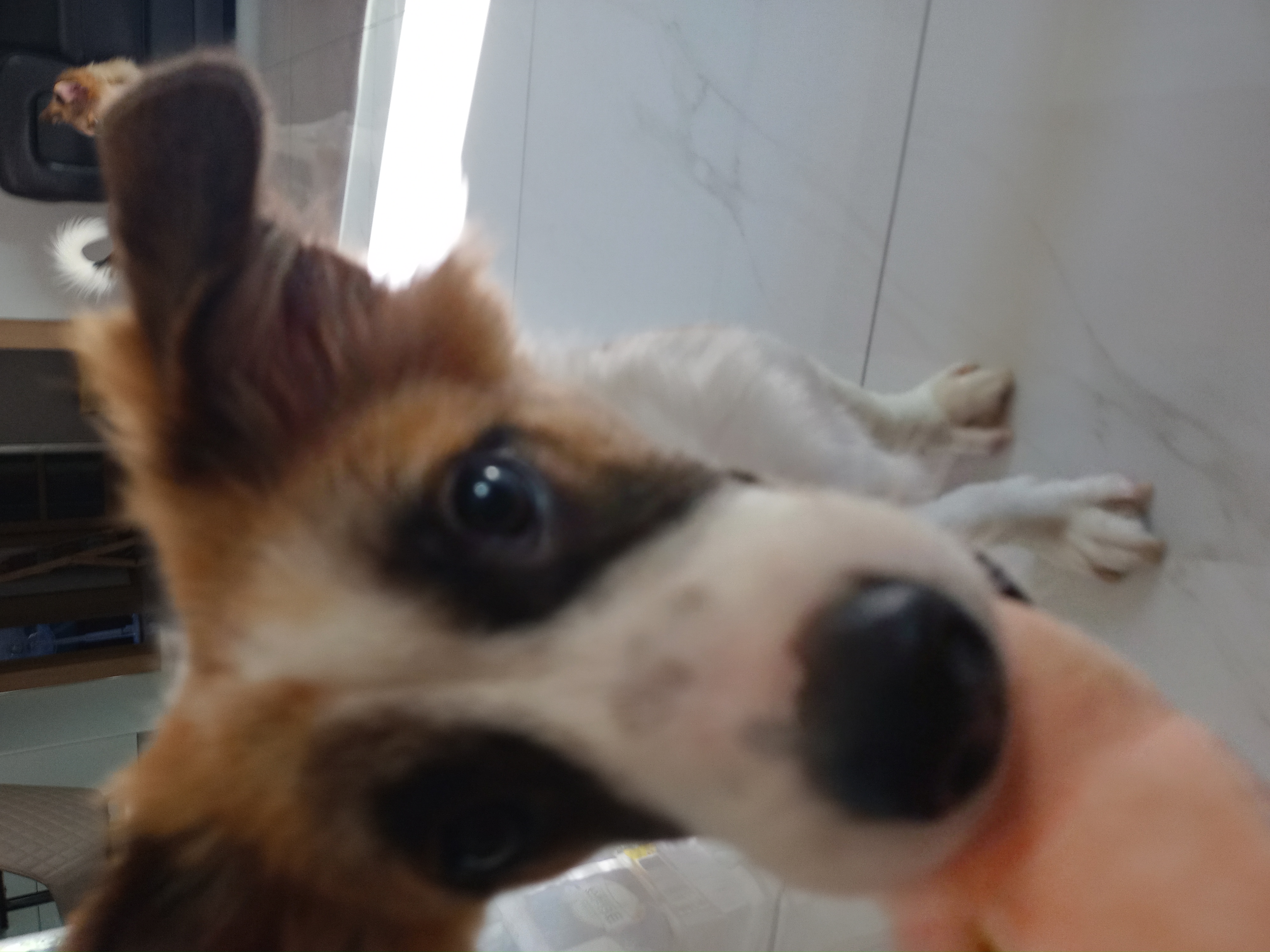 해돌, 해솔 입양 4개월째입니다