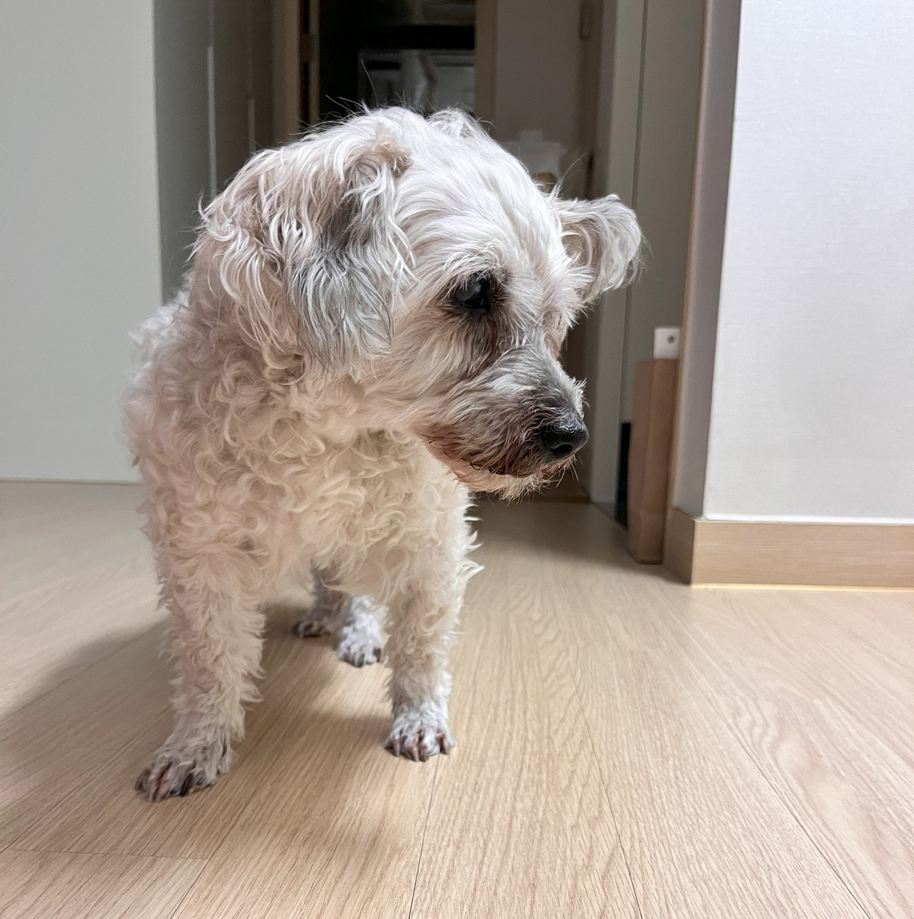 바오 임시보호 후기 4 - 1년차