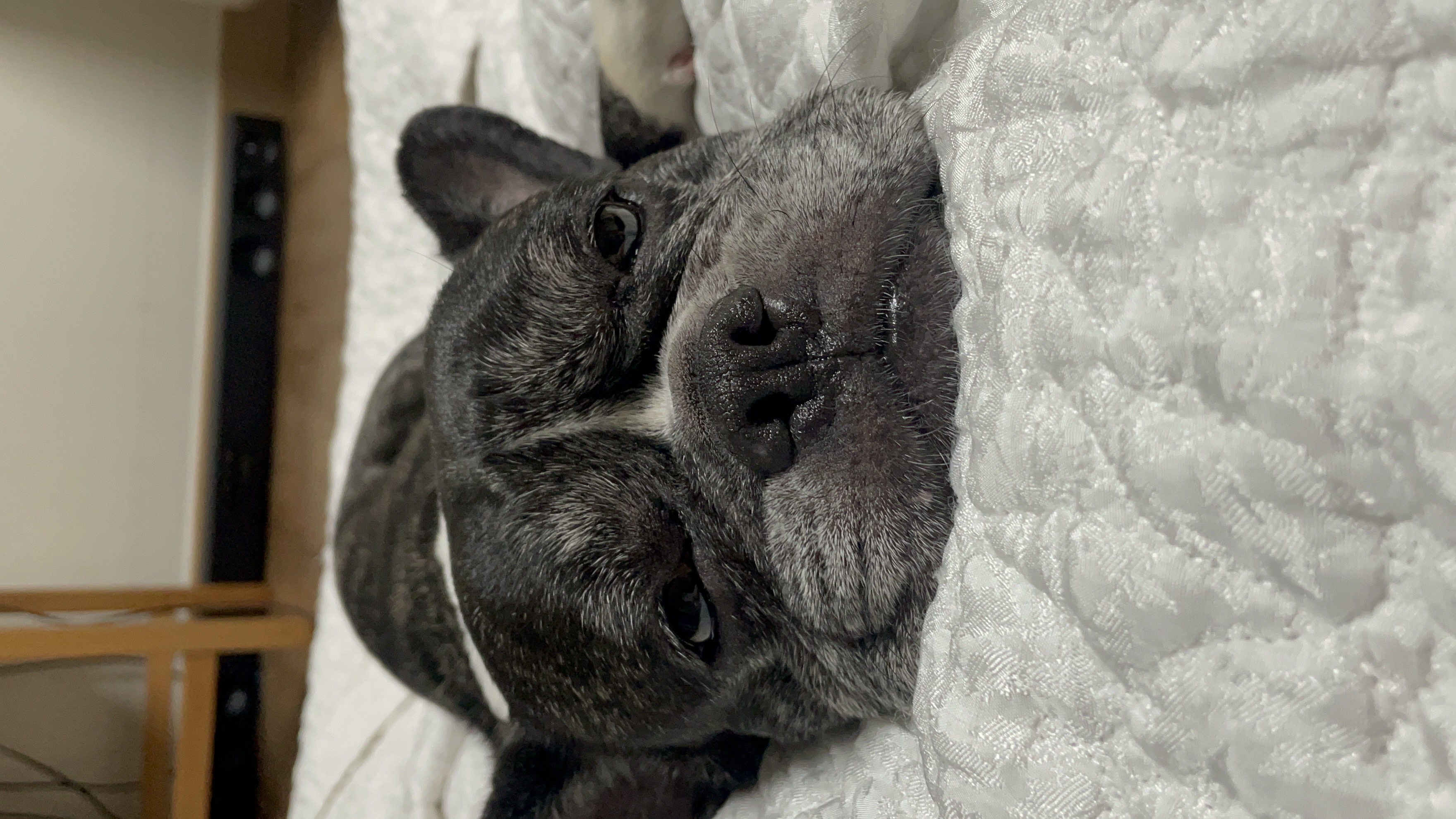 호이 임보일기 💗