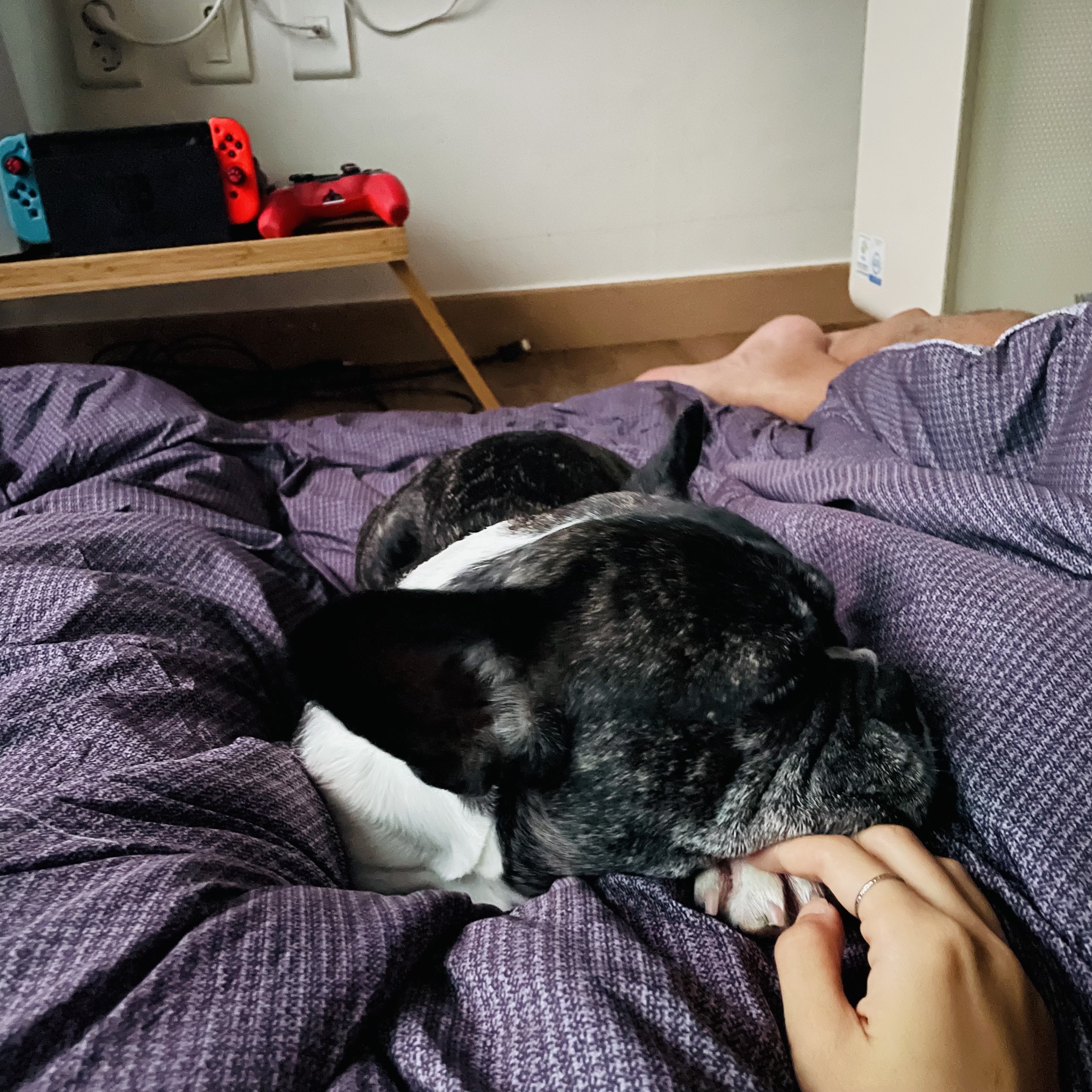 호이 임보일기 💗