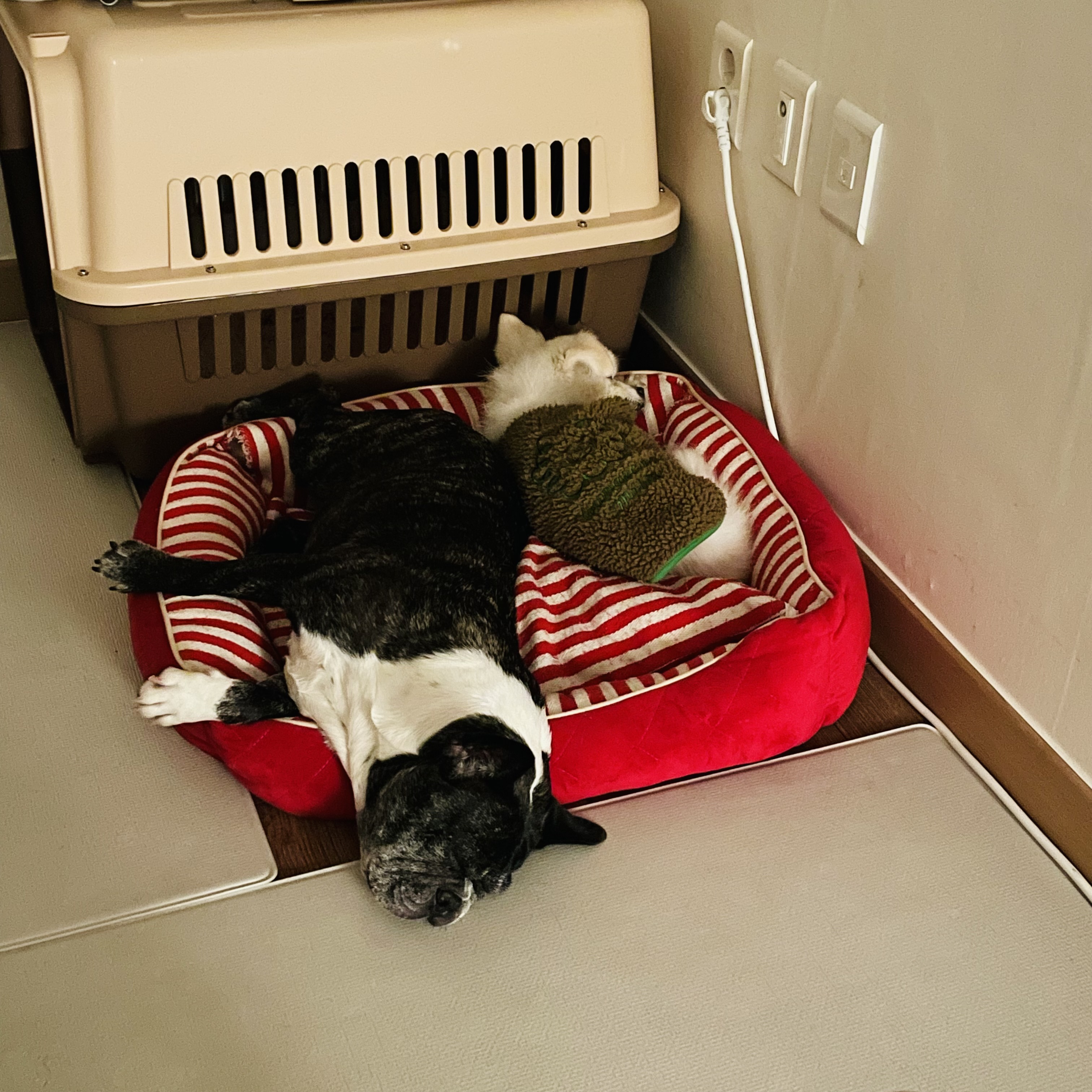 호이 임보일기 💗