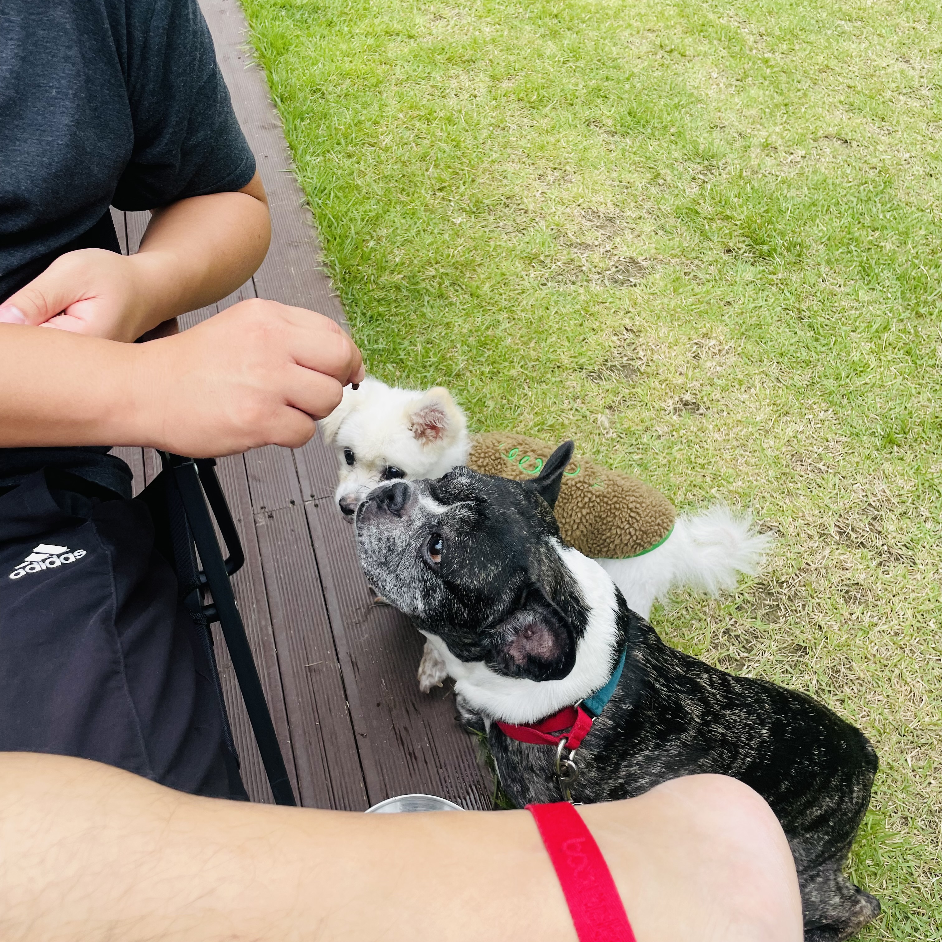 호이 임보일기 💗