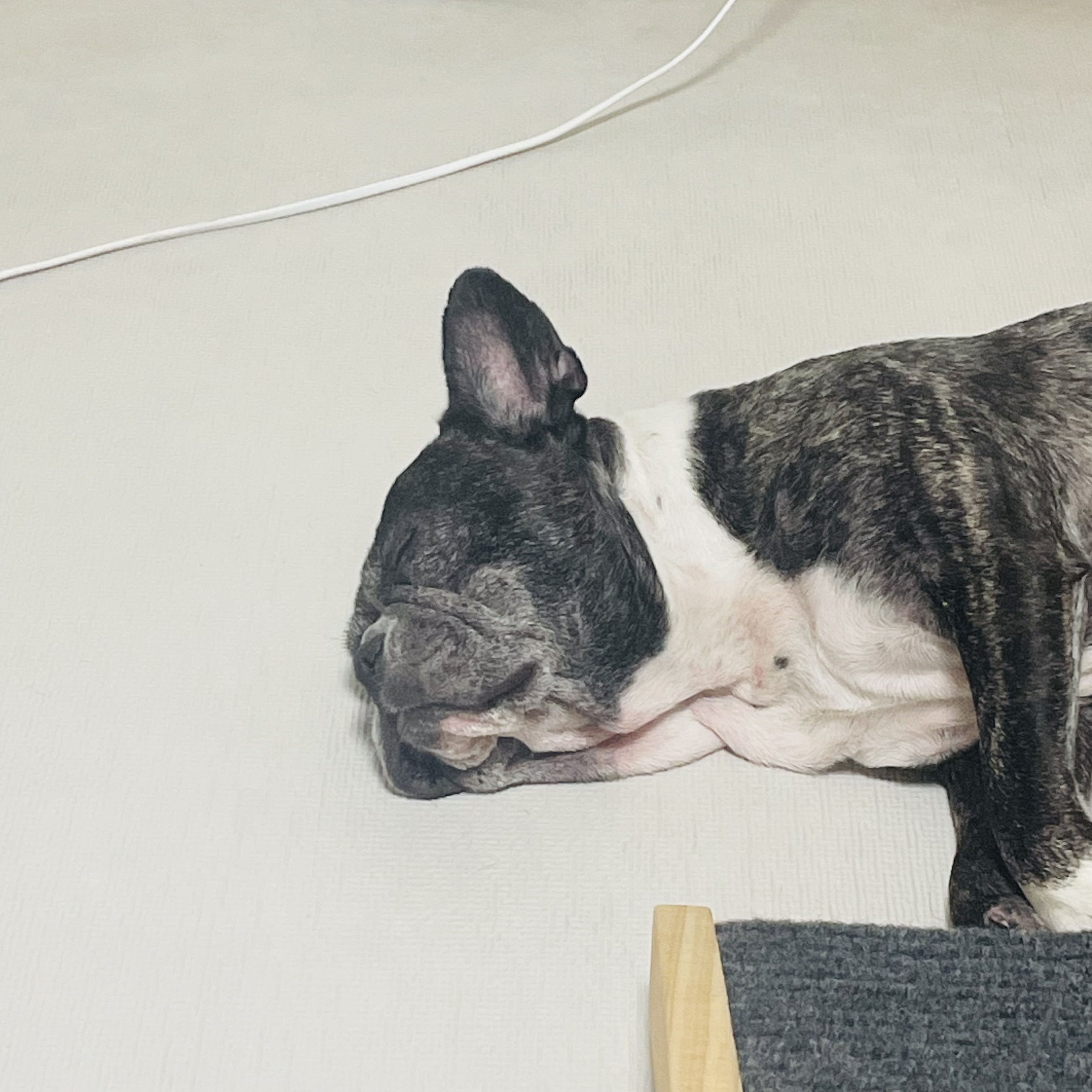 호이 임보일기 💗