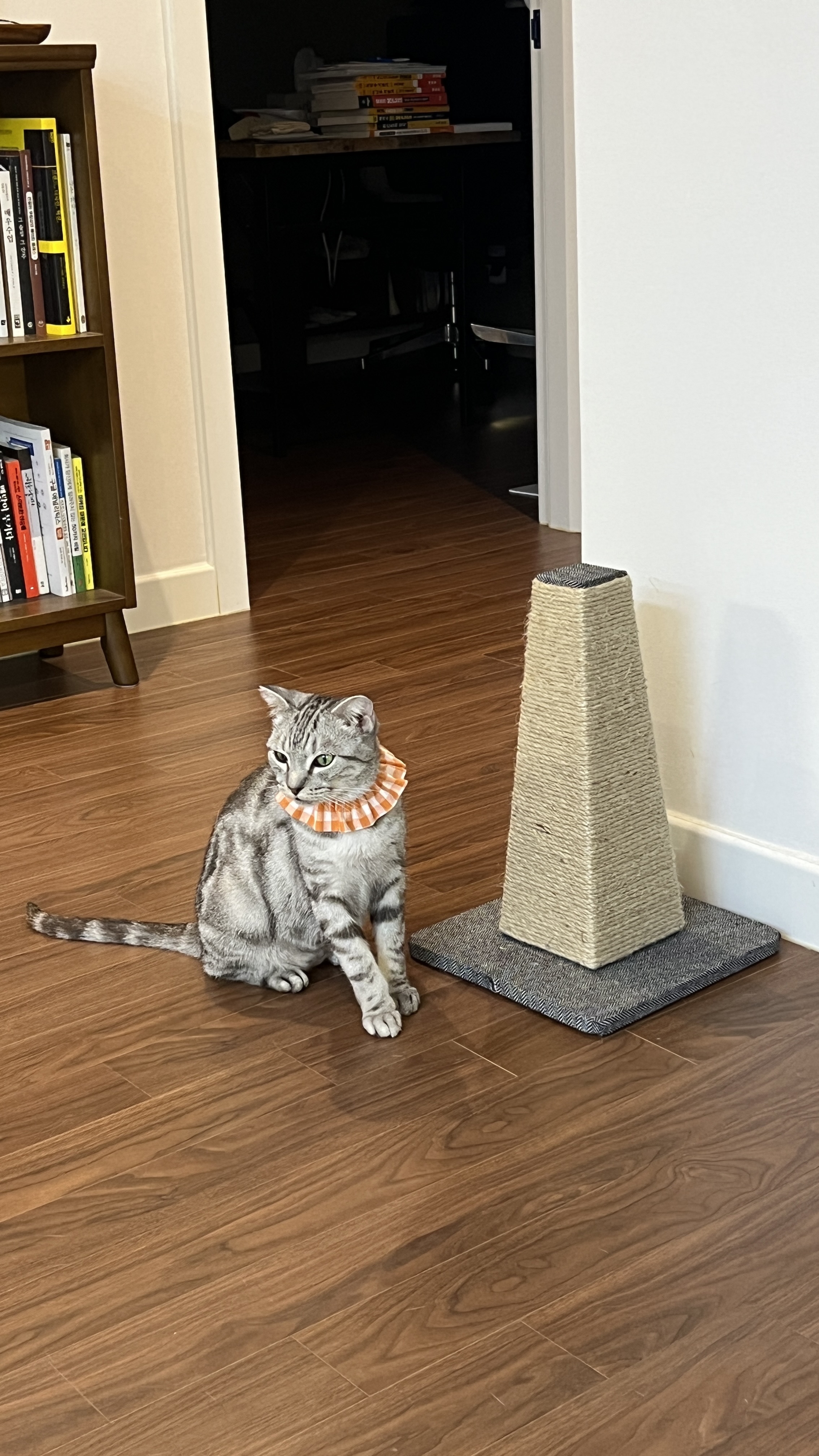 ‘아메’에서 ‘소호’. 가족이된지 일주일이 되었어요