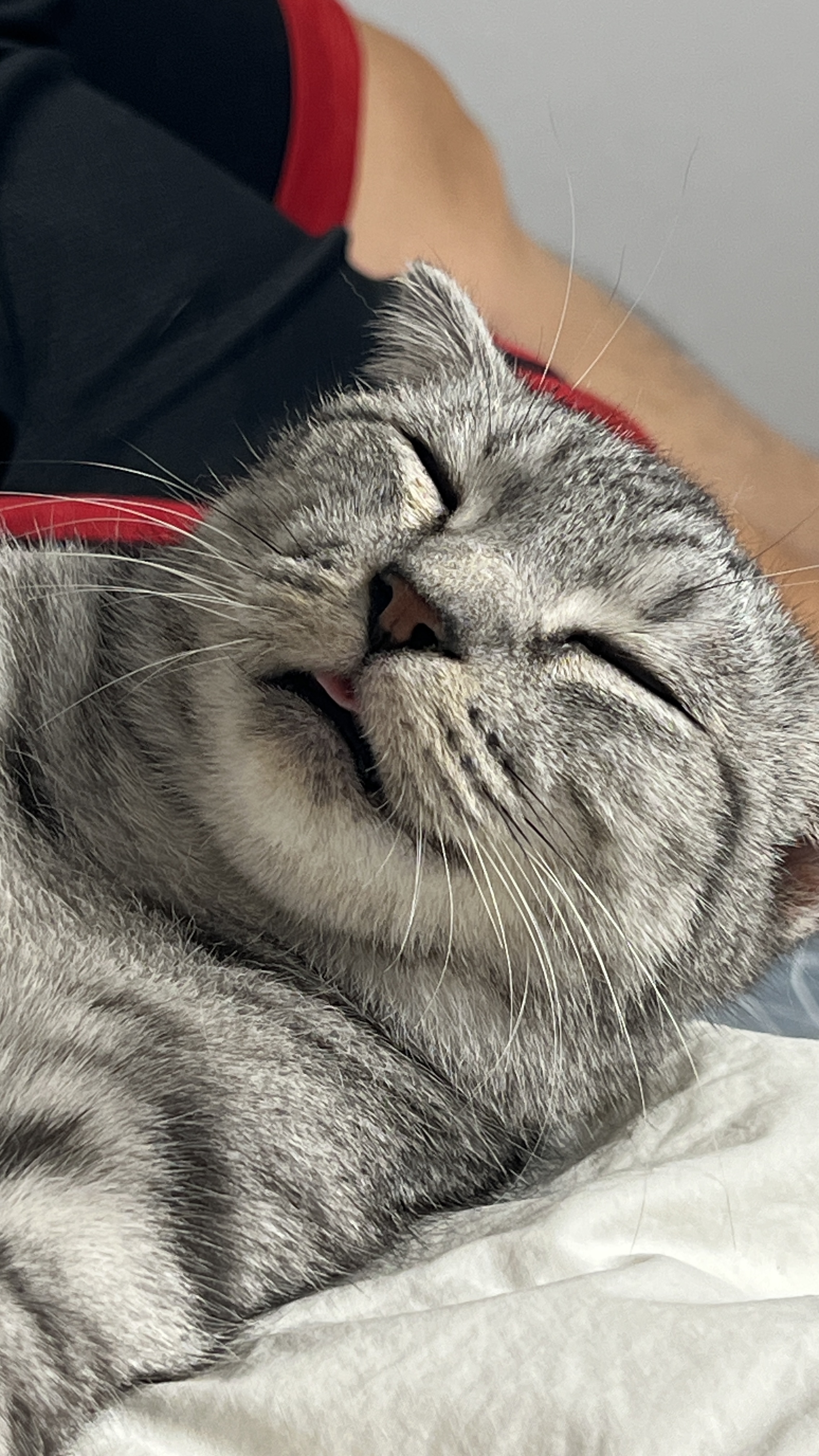 ‘아메’에서 ‘소호’. 가족이된지 일주일이 되었어요