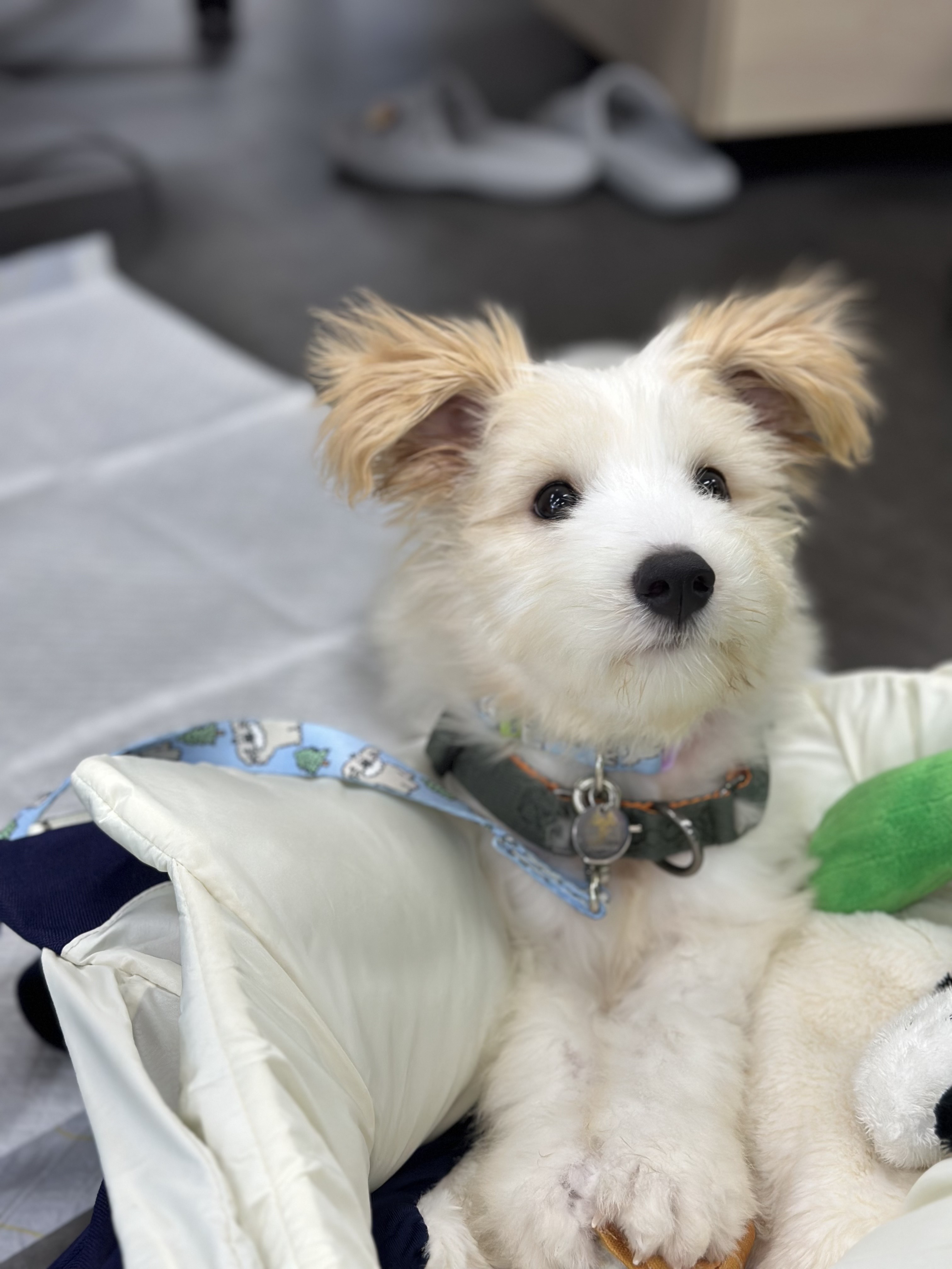 🎄트리(강빛이) 1개월 후기