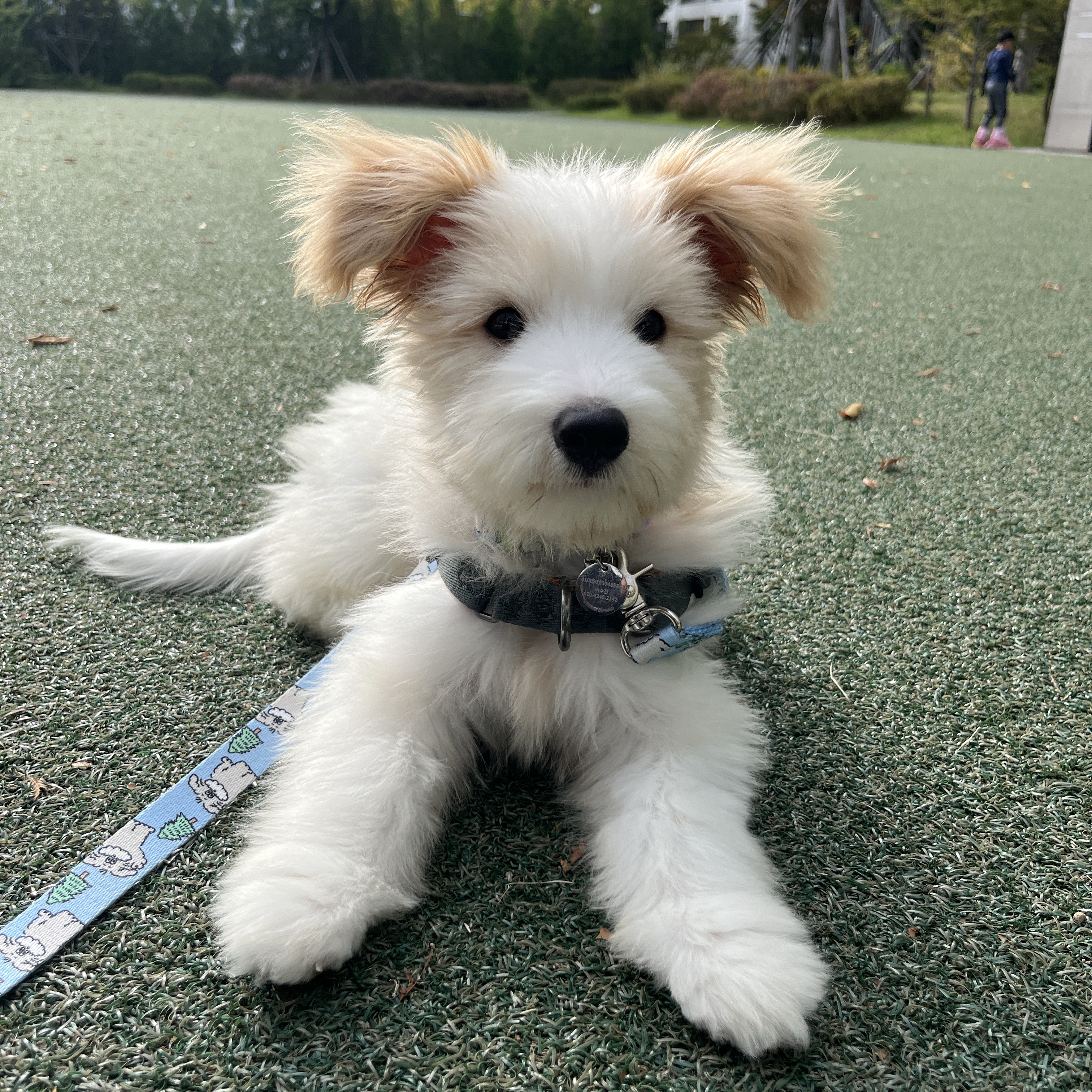 🎄트리(강빛이) 1개월 후기