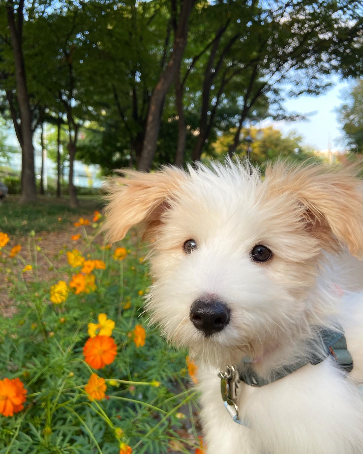 🎄트리(강빛이) 1개월 후기