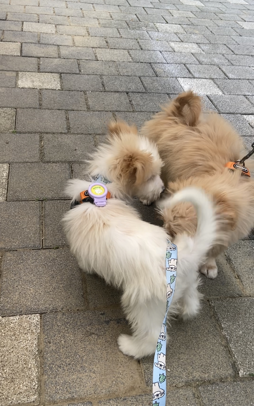 🎄트리(강빛이) 1개월 후기