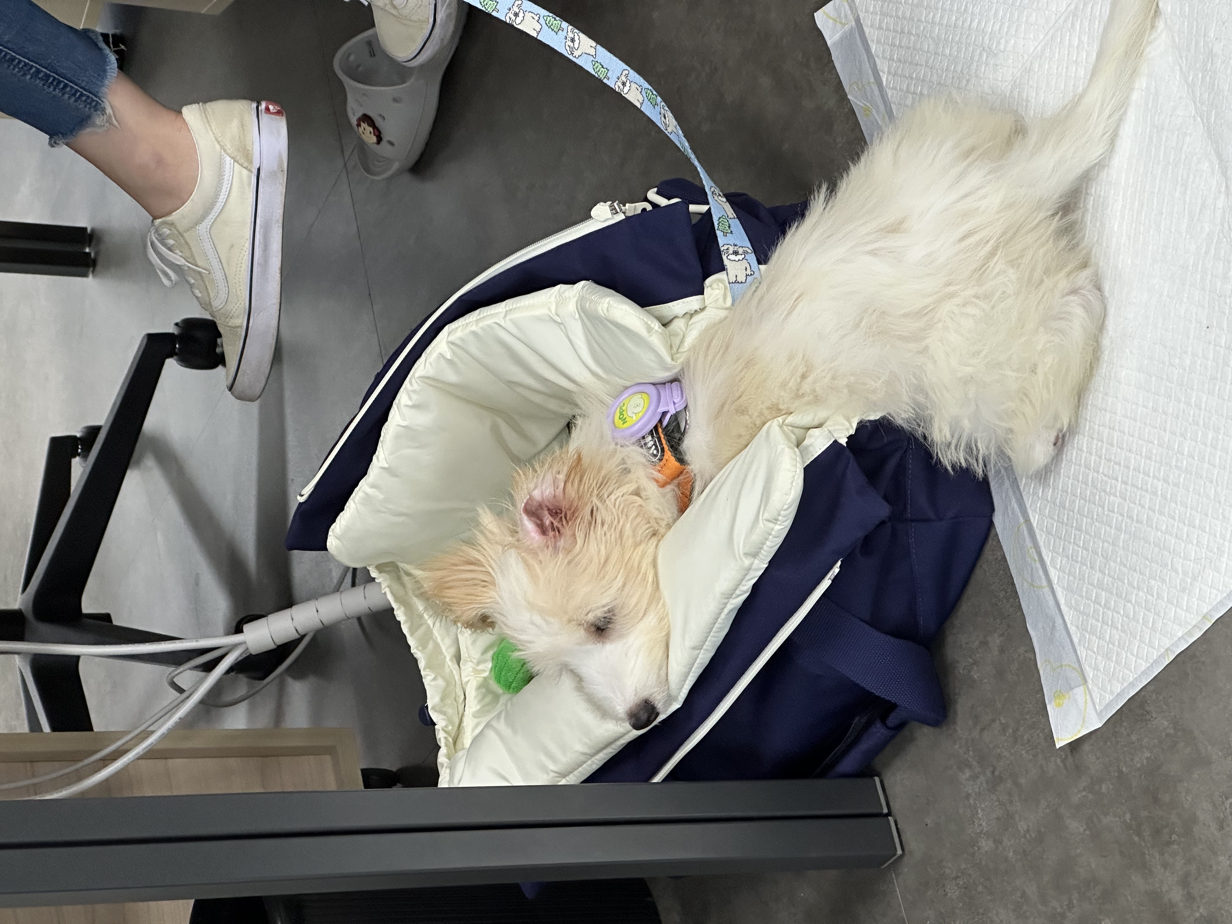 🎄트리(강빛이) 1개월 후기