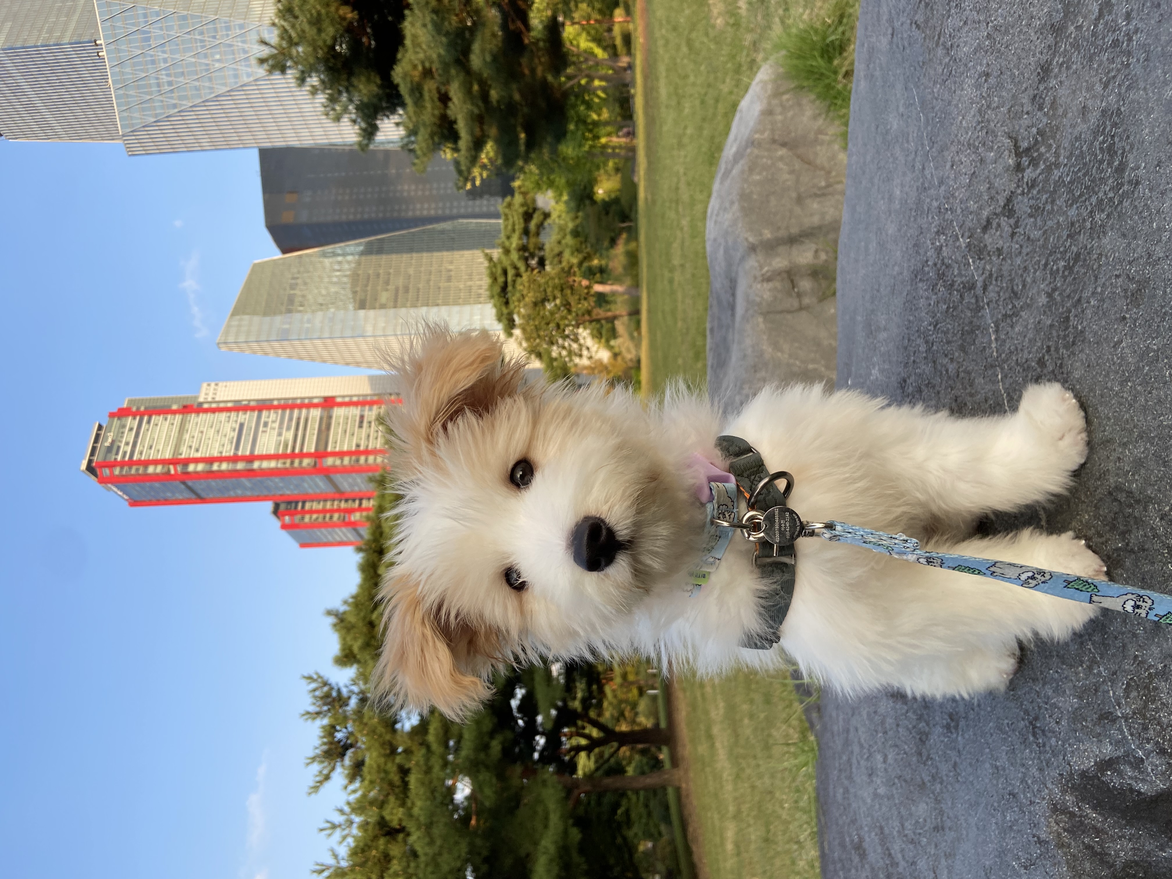 🎄트리(강빛이) 1개월 후기