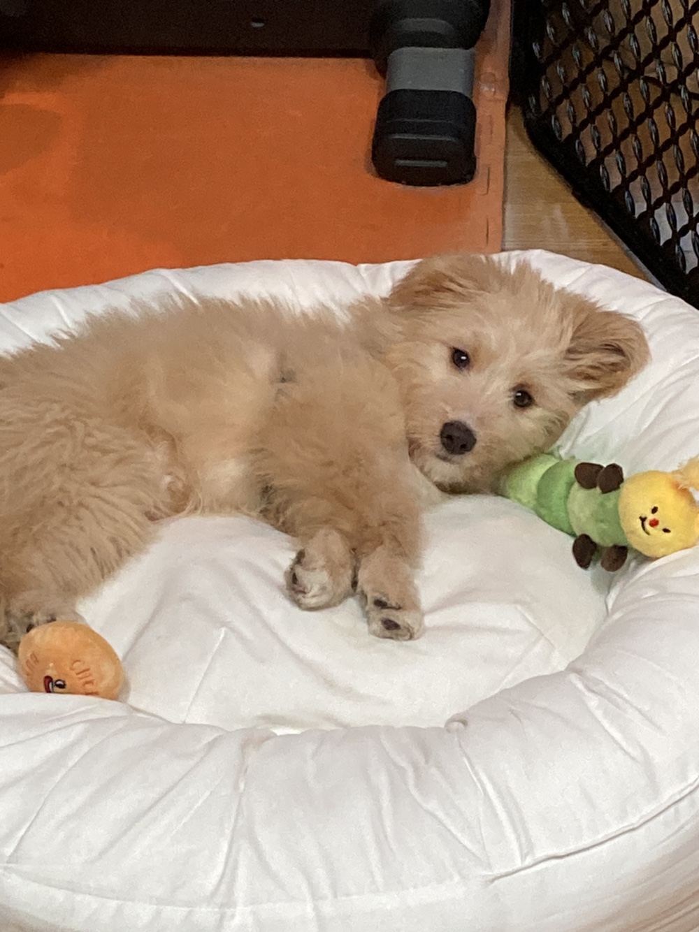 금빛이(버거) 1주일 조금 넘은 생생한 후기