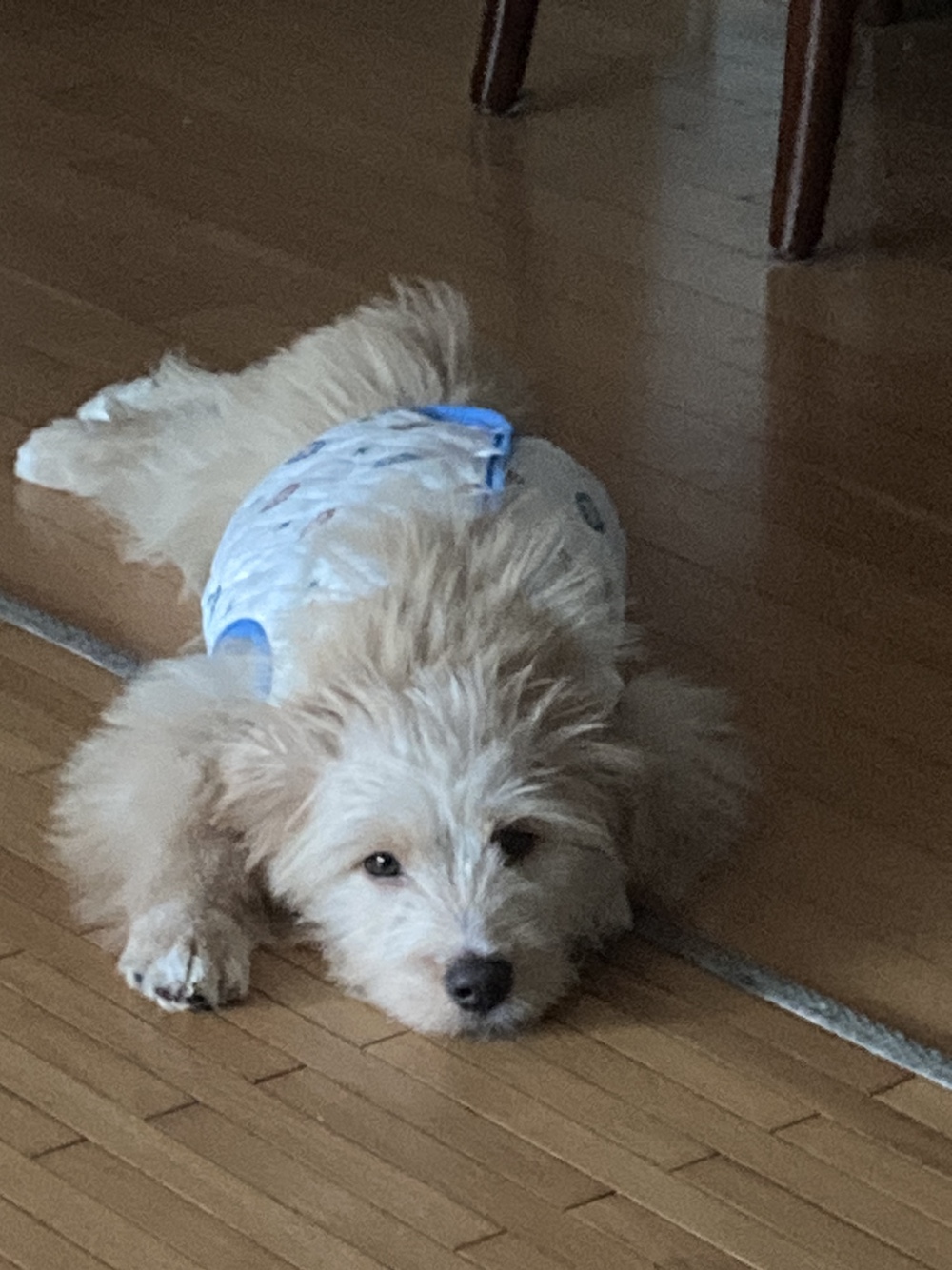 금빛이(버거) 1주일 조금 넘은 생생한 후기