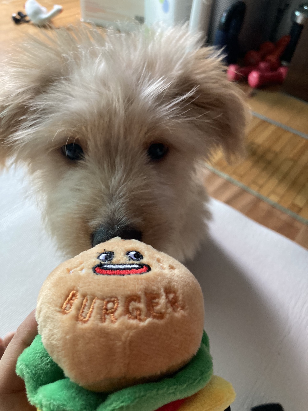 금빛이(버거) 1주일 조금 넘은 생생한 후기