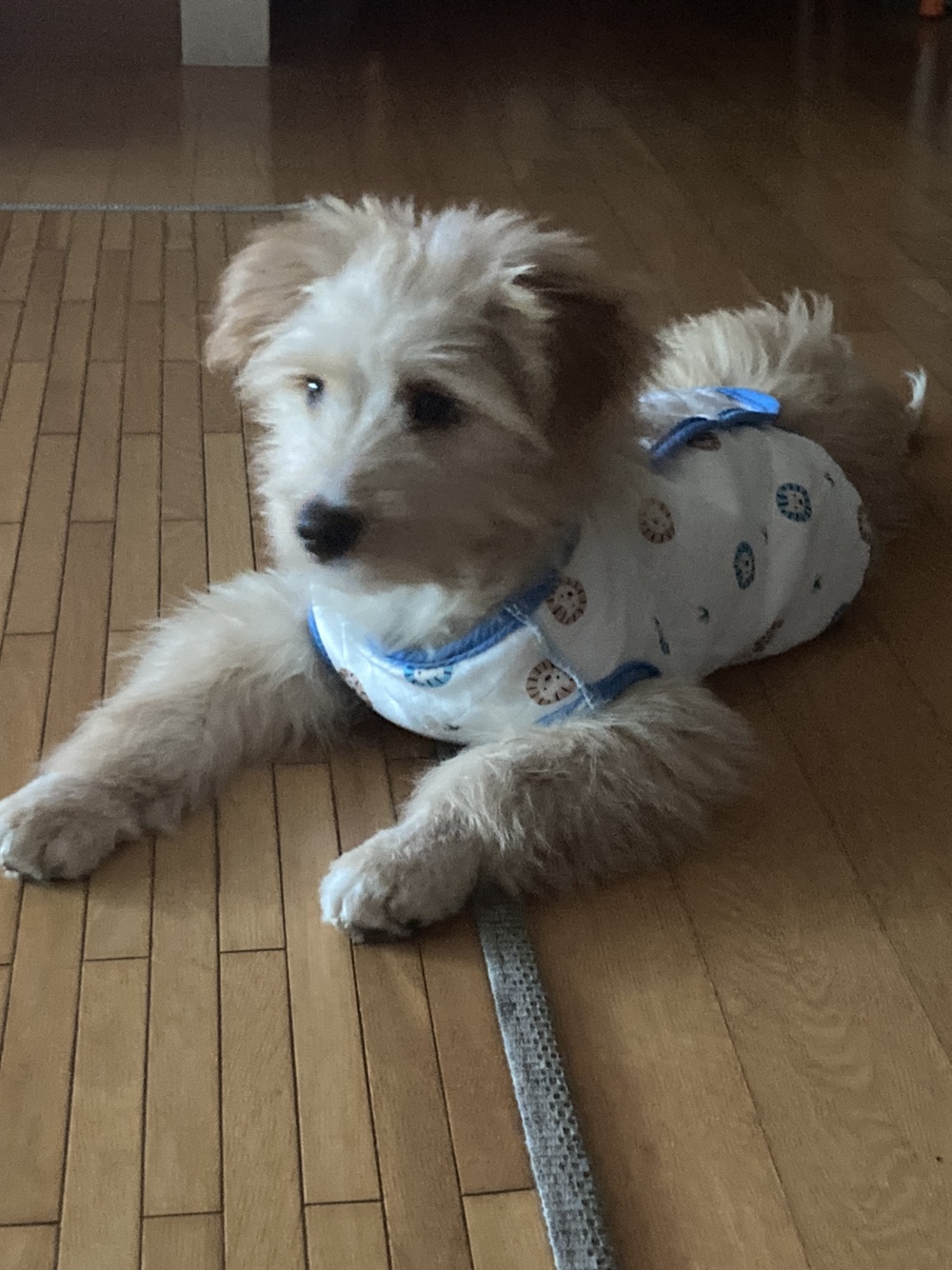 금빛이(버거) 1주일 조금 넘은 생생한 후기