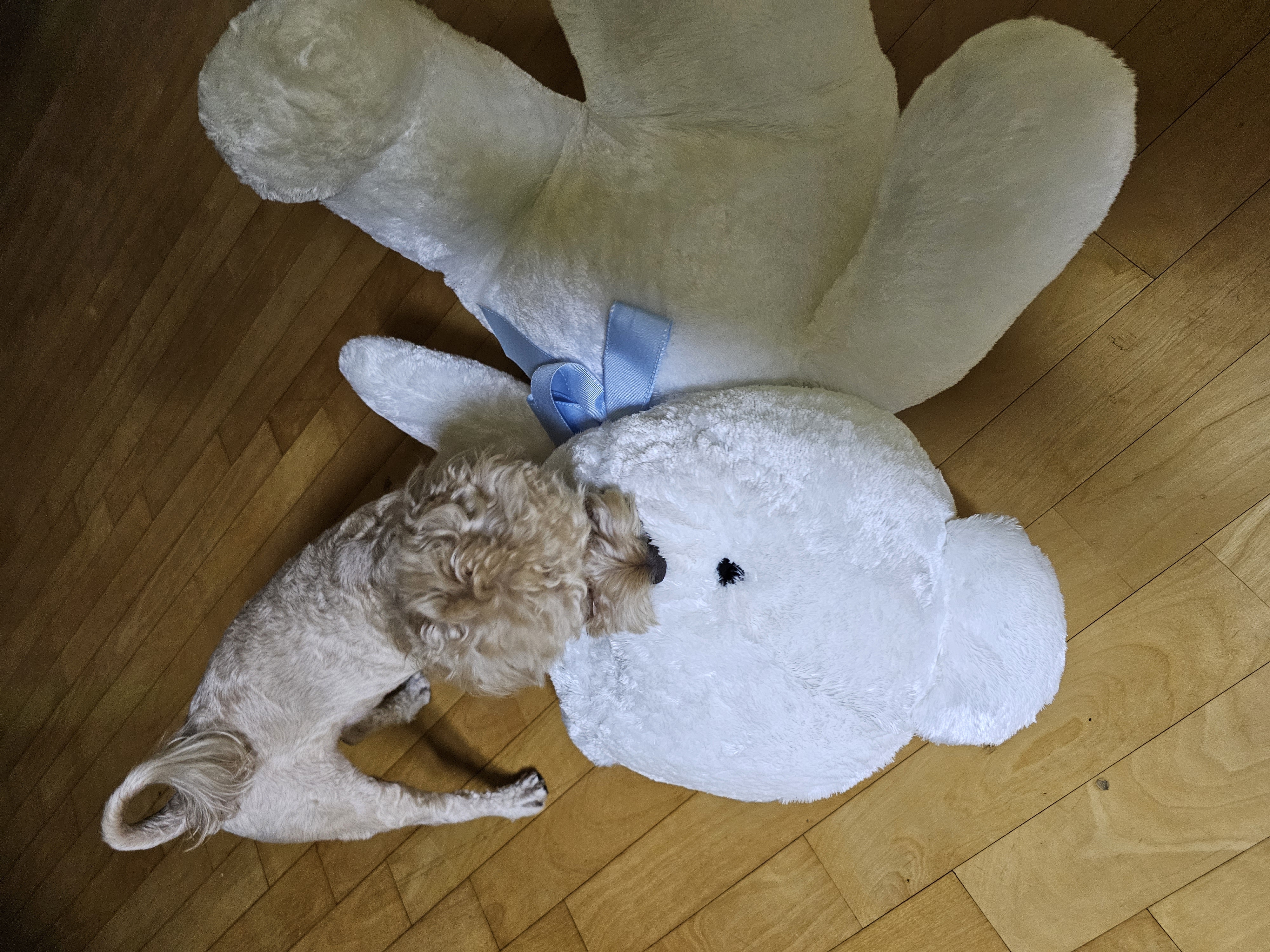 모아(론이) 사랑둥이 입양 7개월 이야기~