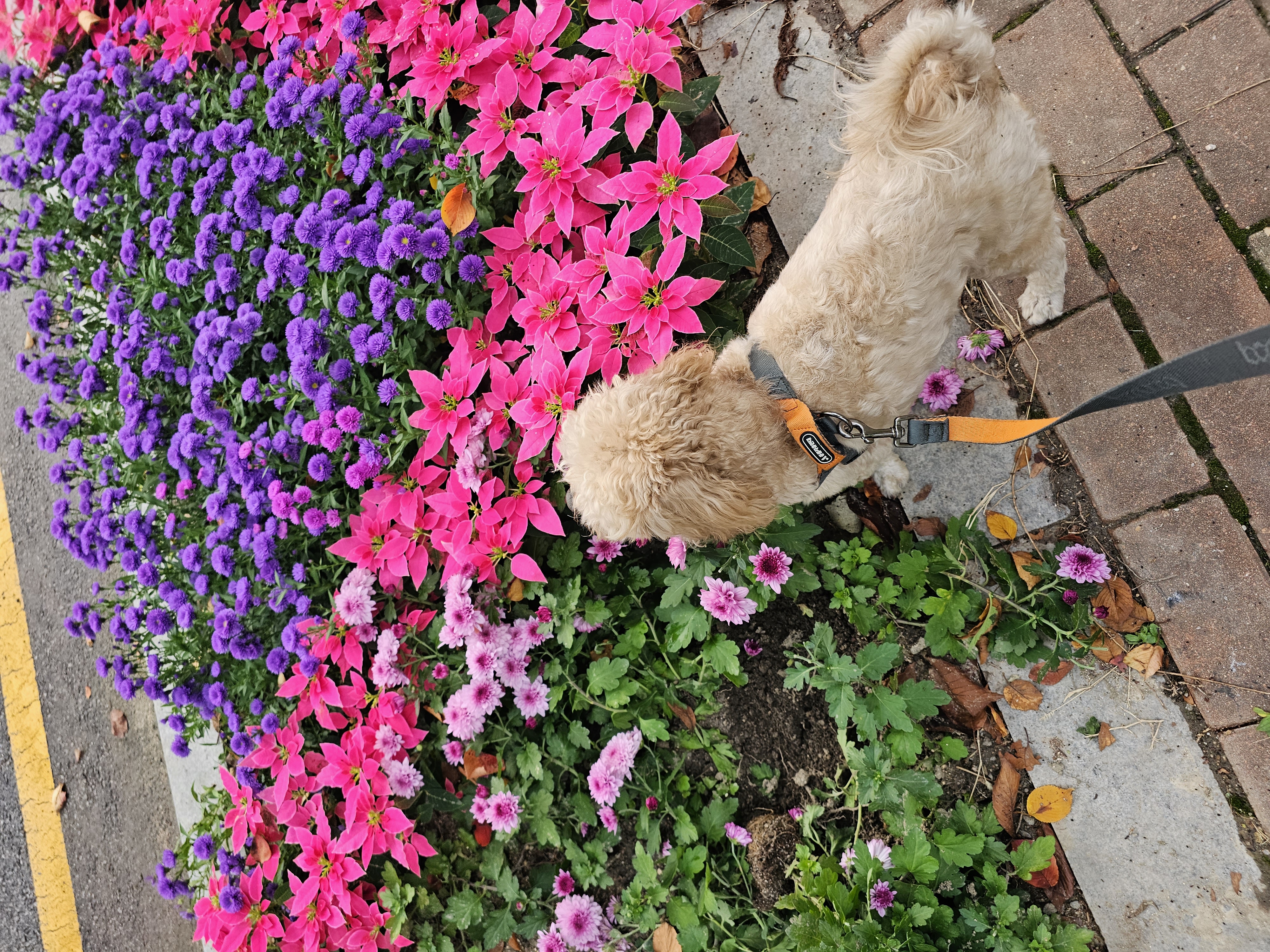 모아(론이) 사랑둥이 입양 7개월 이야기~