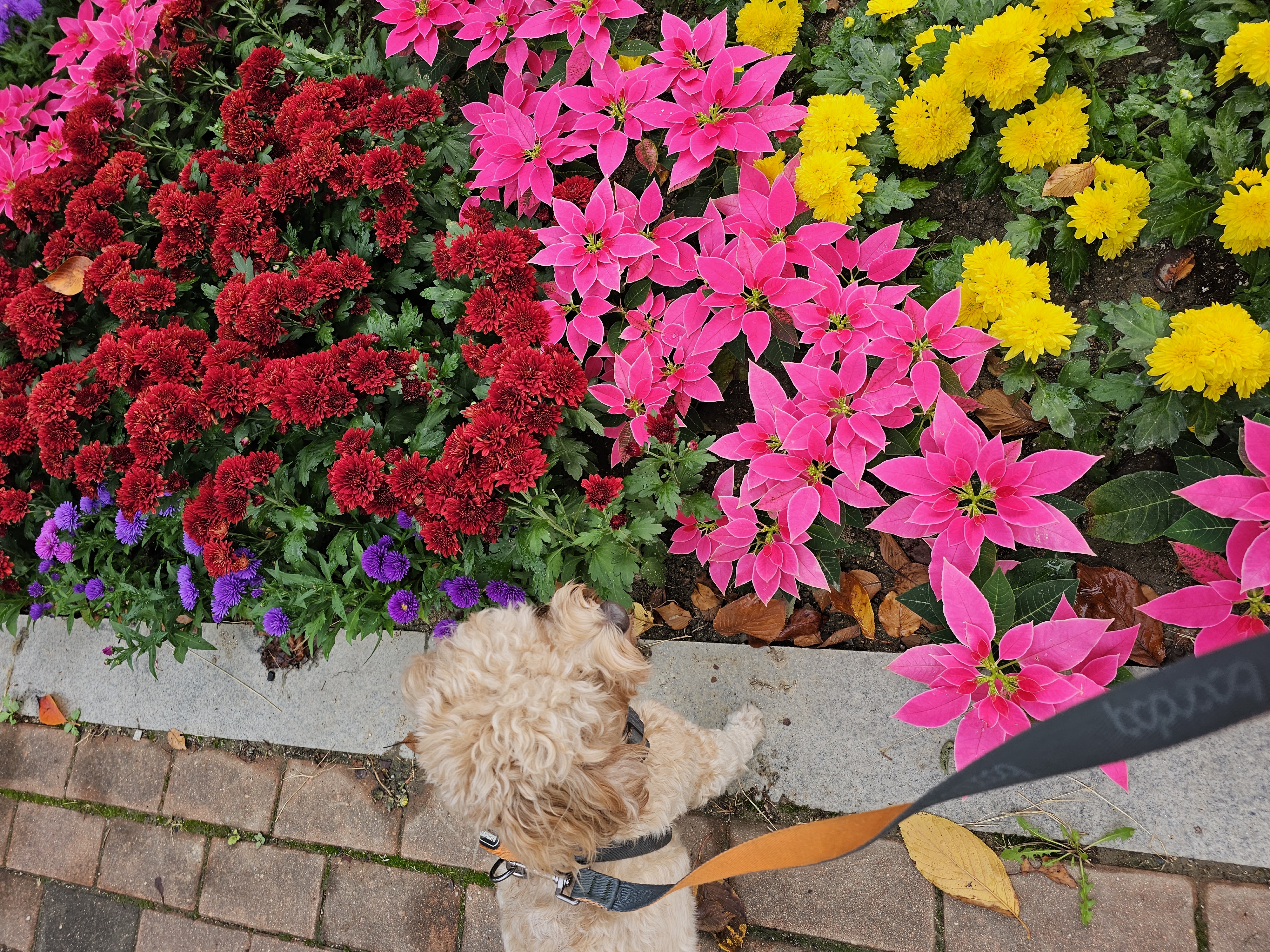 모아(론이) 사랑둥이 입양 7개월 이야기~