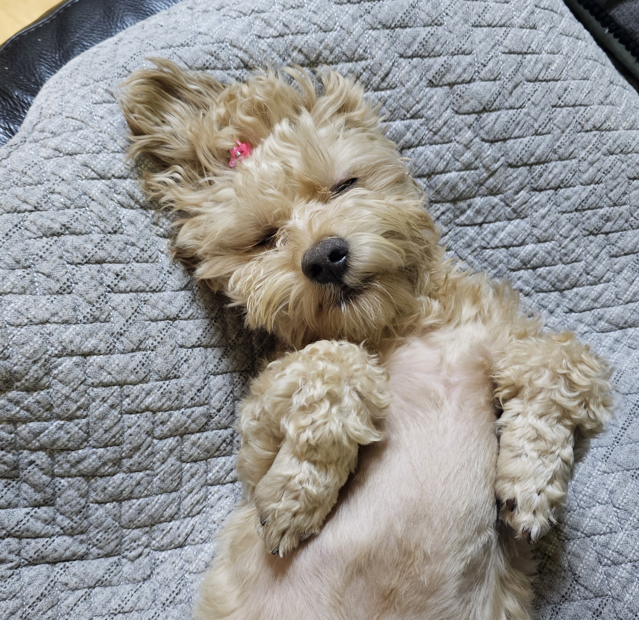 모아(론이) 사랑둥이 입양 7개월 이야기~