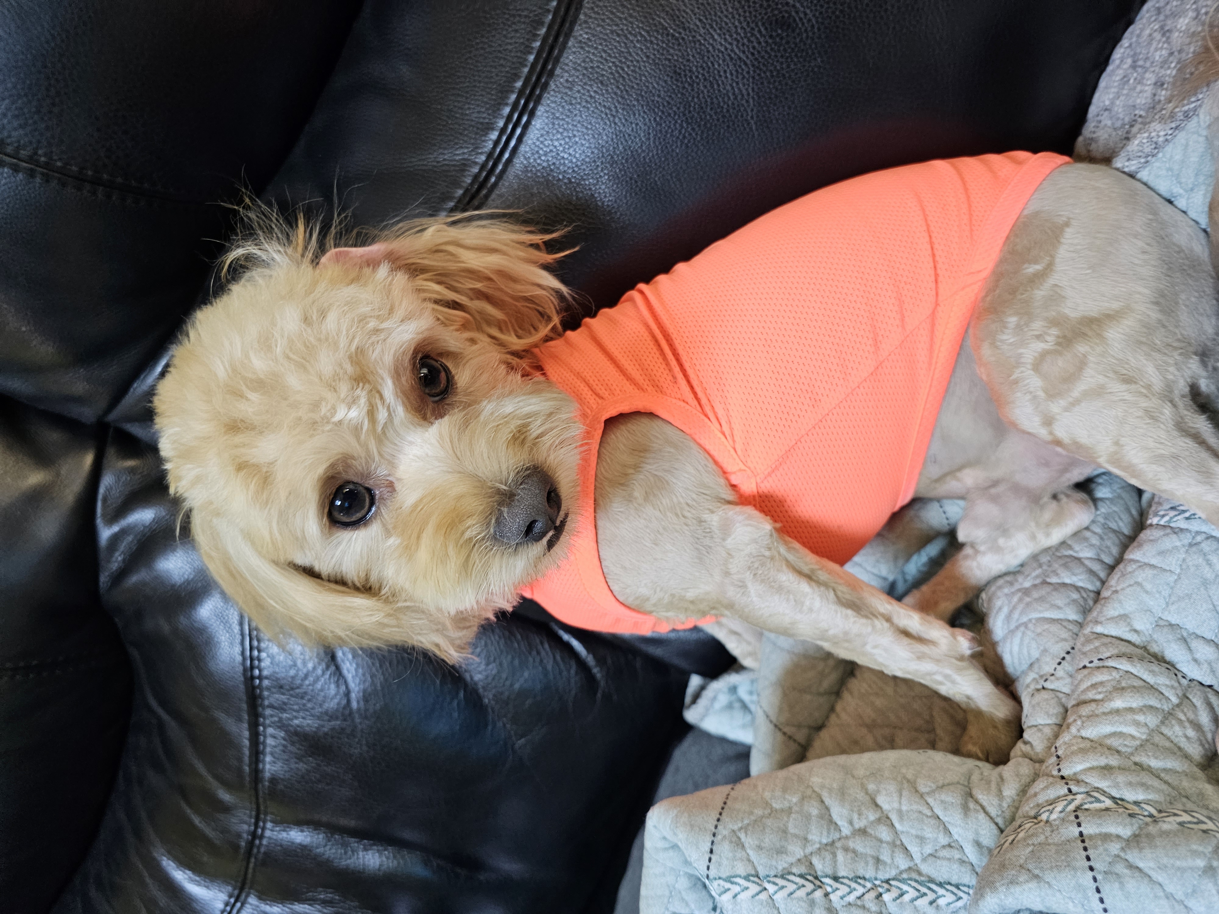 모아(론이) 사랑둥이 입양 7개월 이야기~