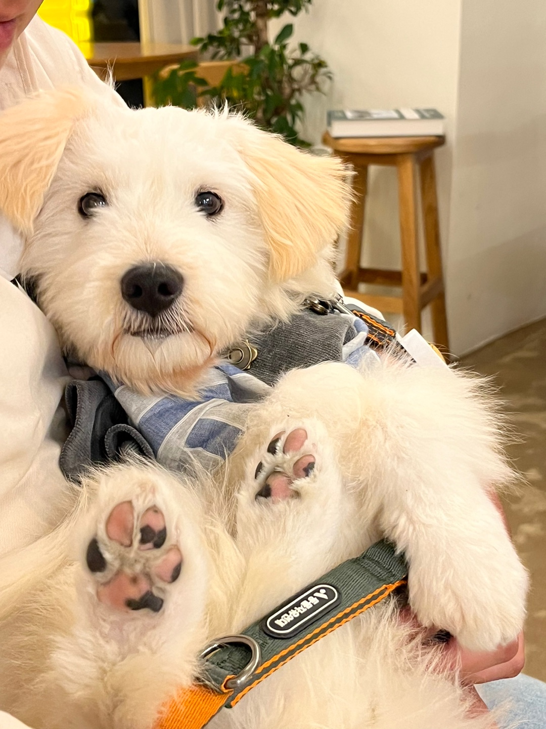 다은(은빛이) 한 달 입양 후기!