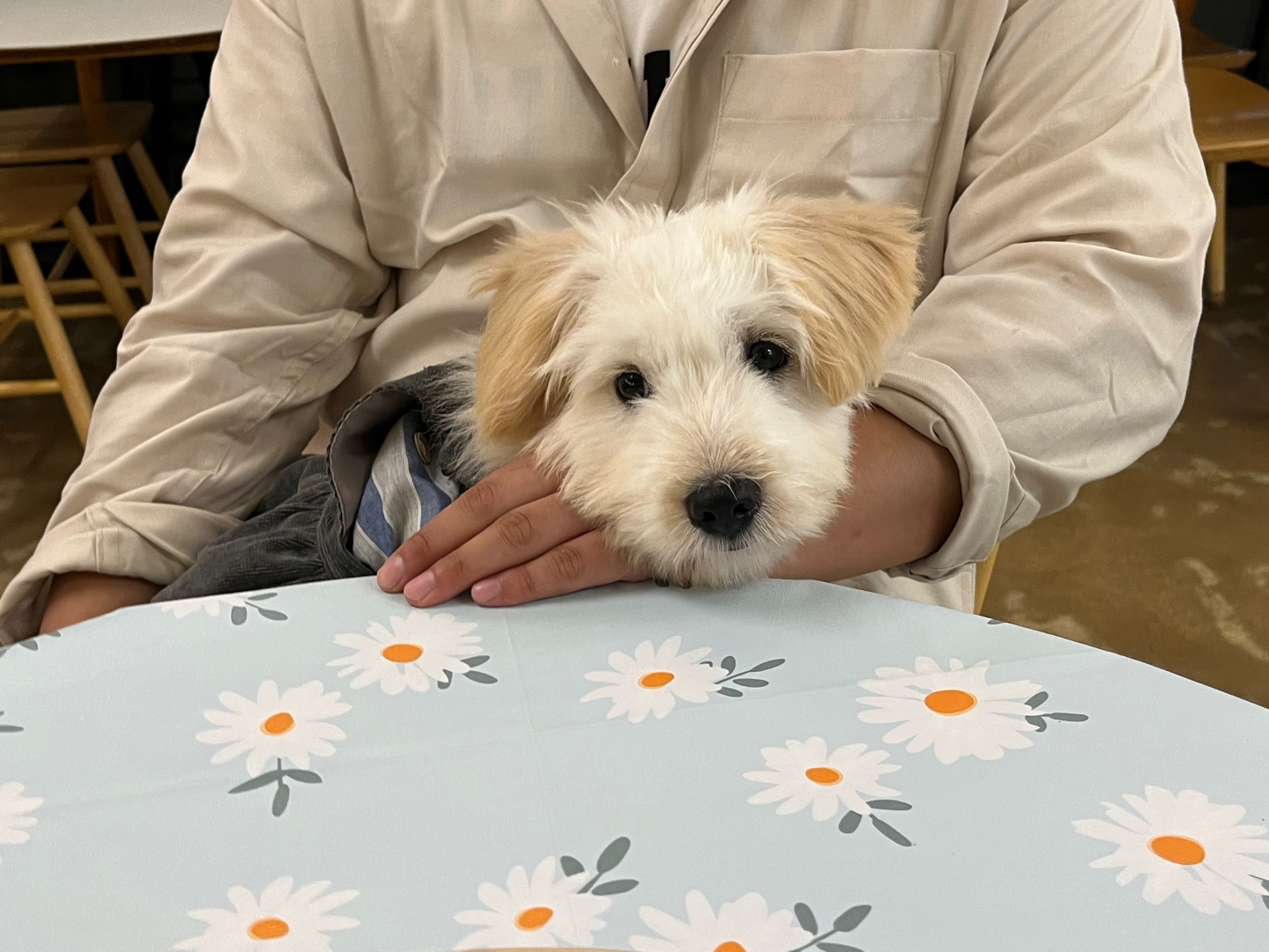 다은(은빛이) 한 달 입양 후기!