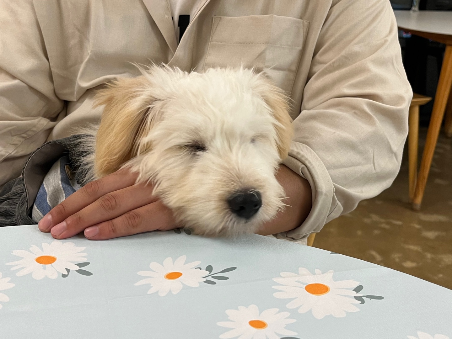 다은(은빛이) 한 달 입양 후기!