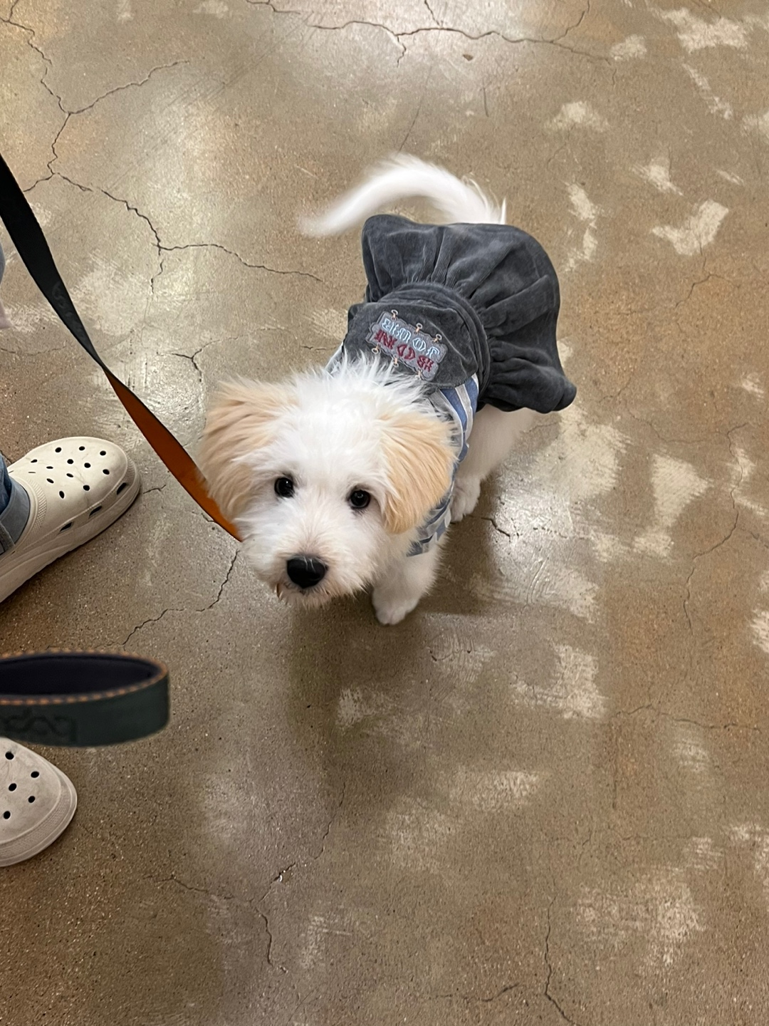 다은(은빛이) 한 달 입양 후기!