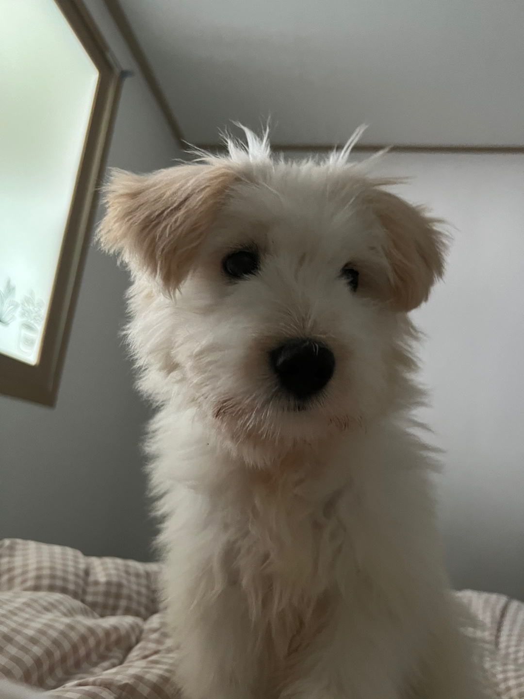 다은(은빛이) 한 달 입양 후기!