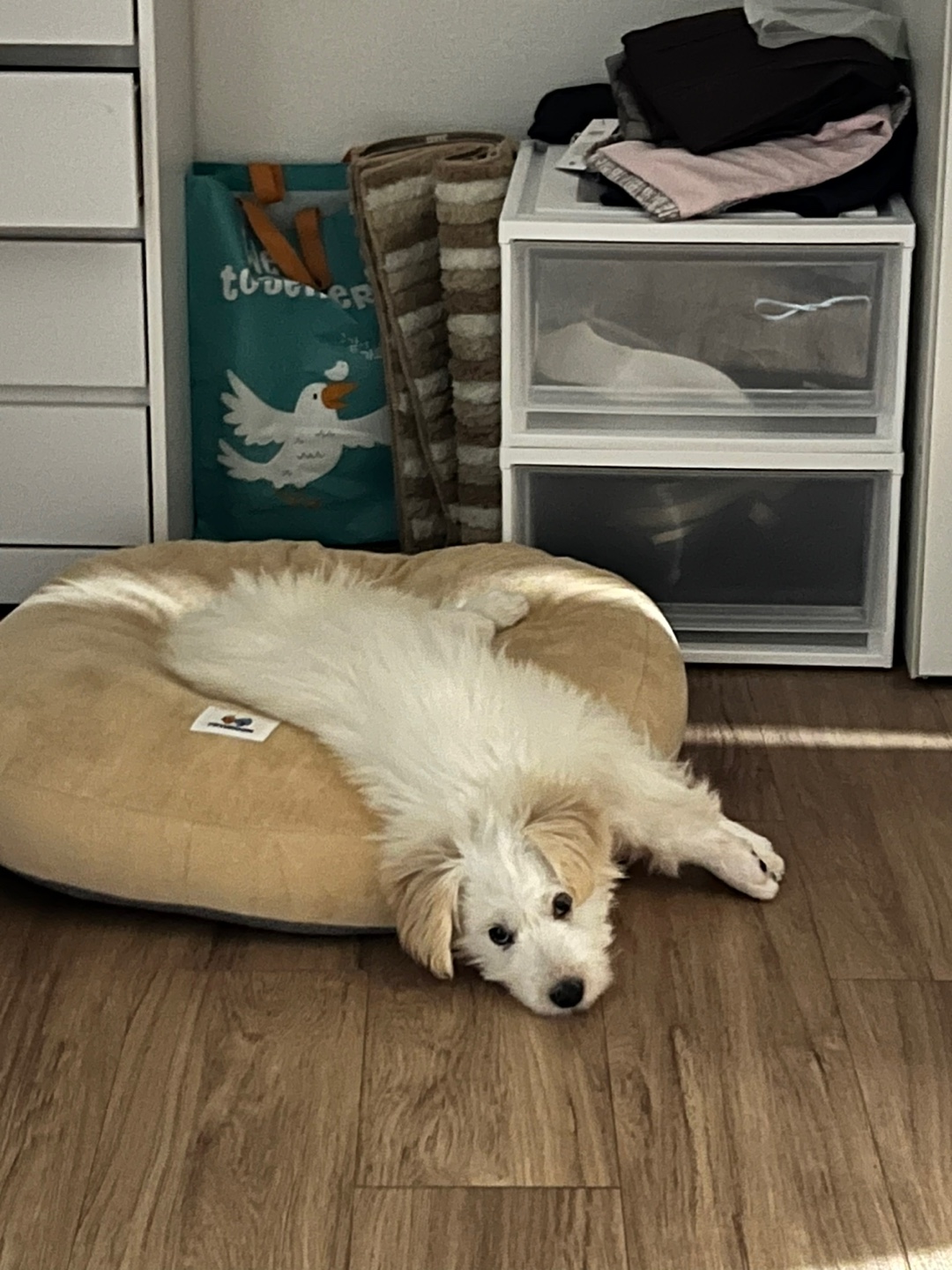 다은(은빛이) 한 달 입양 후기!