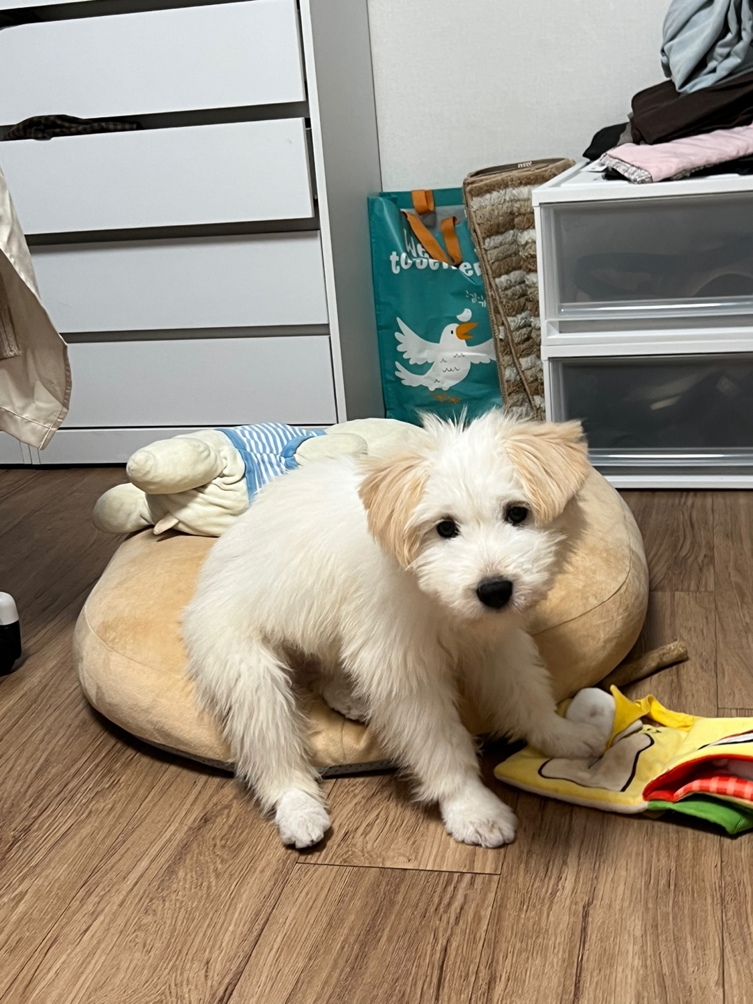 다은(은빛이) 한 달 입양 후기!