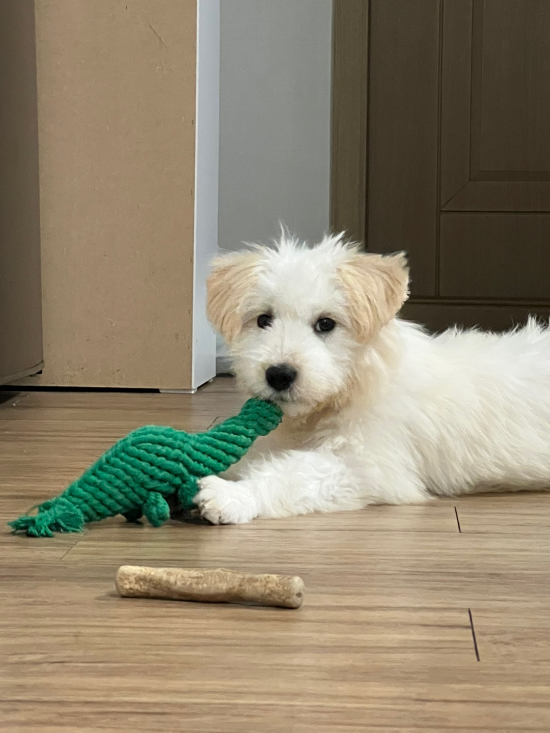 다은(은빛이) 한 달 입양 후기!