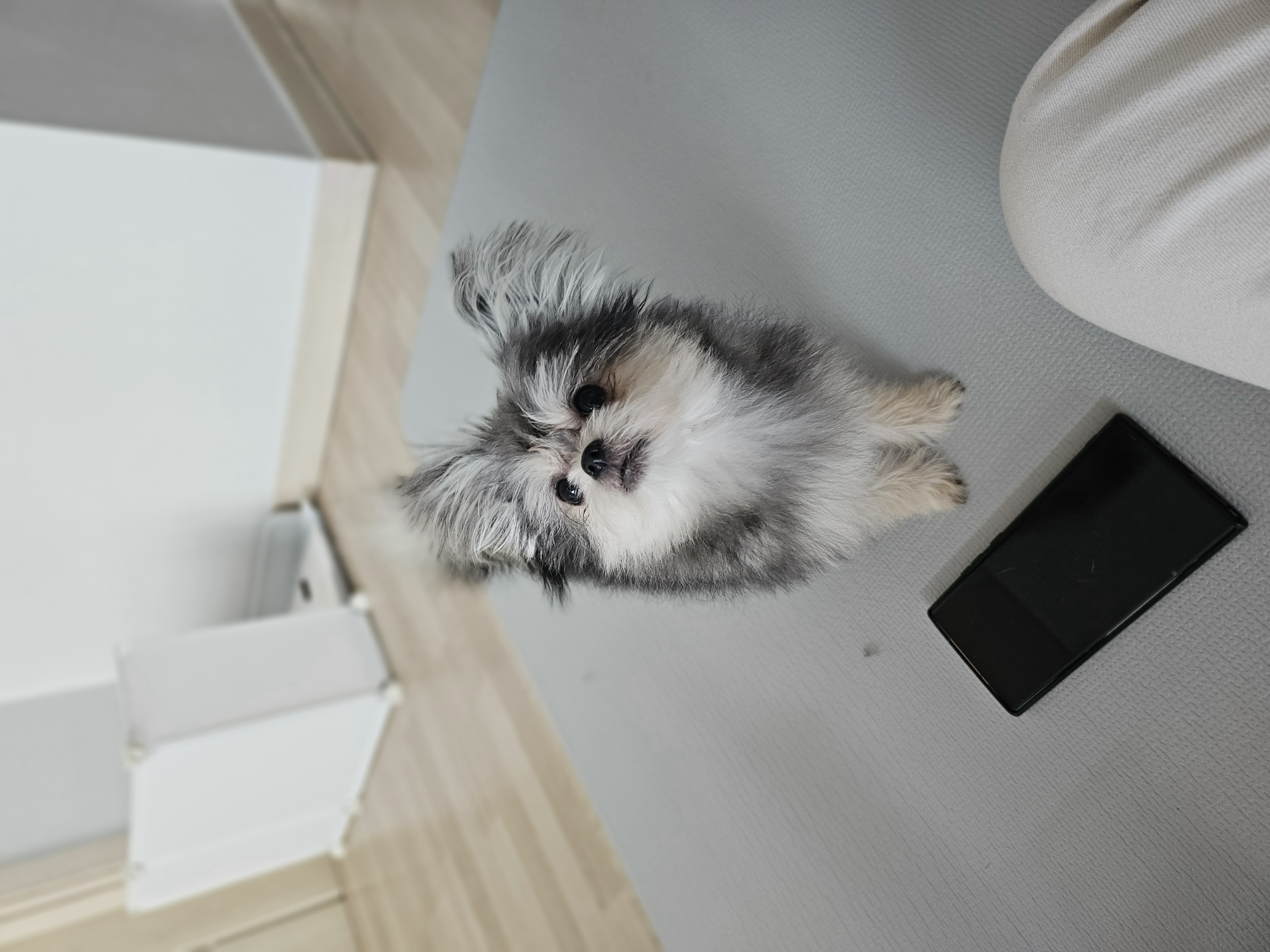 자반(소삼)이 입양 1년차 후기 💖