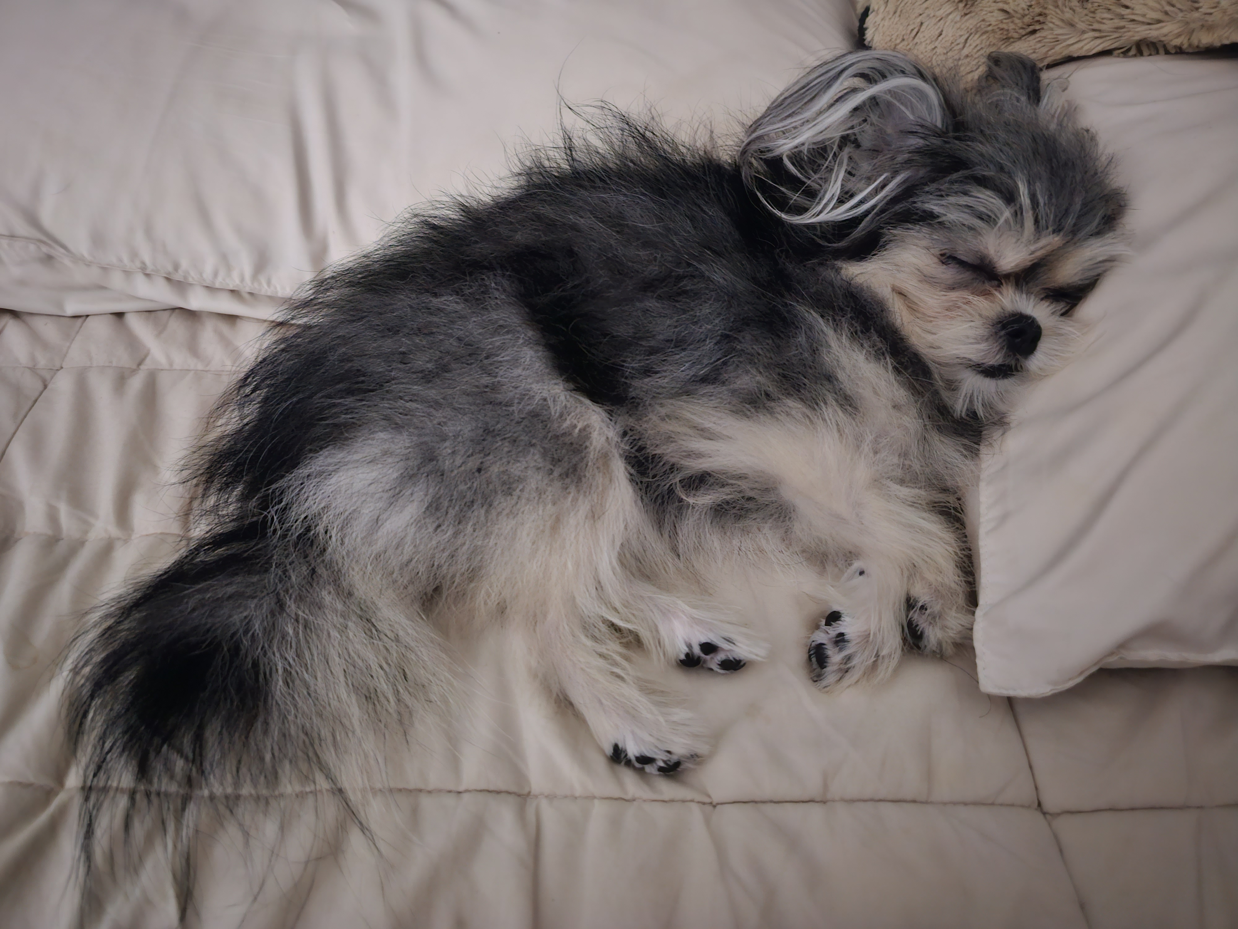 자반(소삼)이 입양 1년차 후기 💖