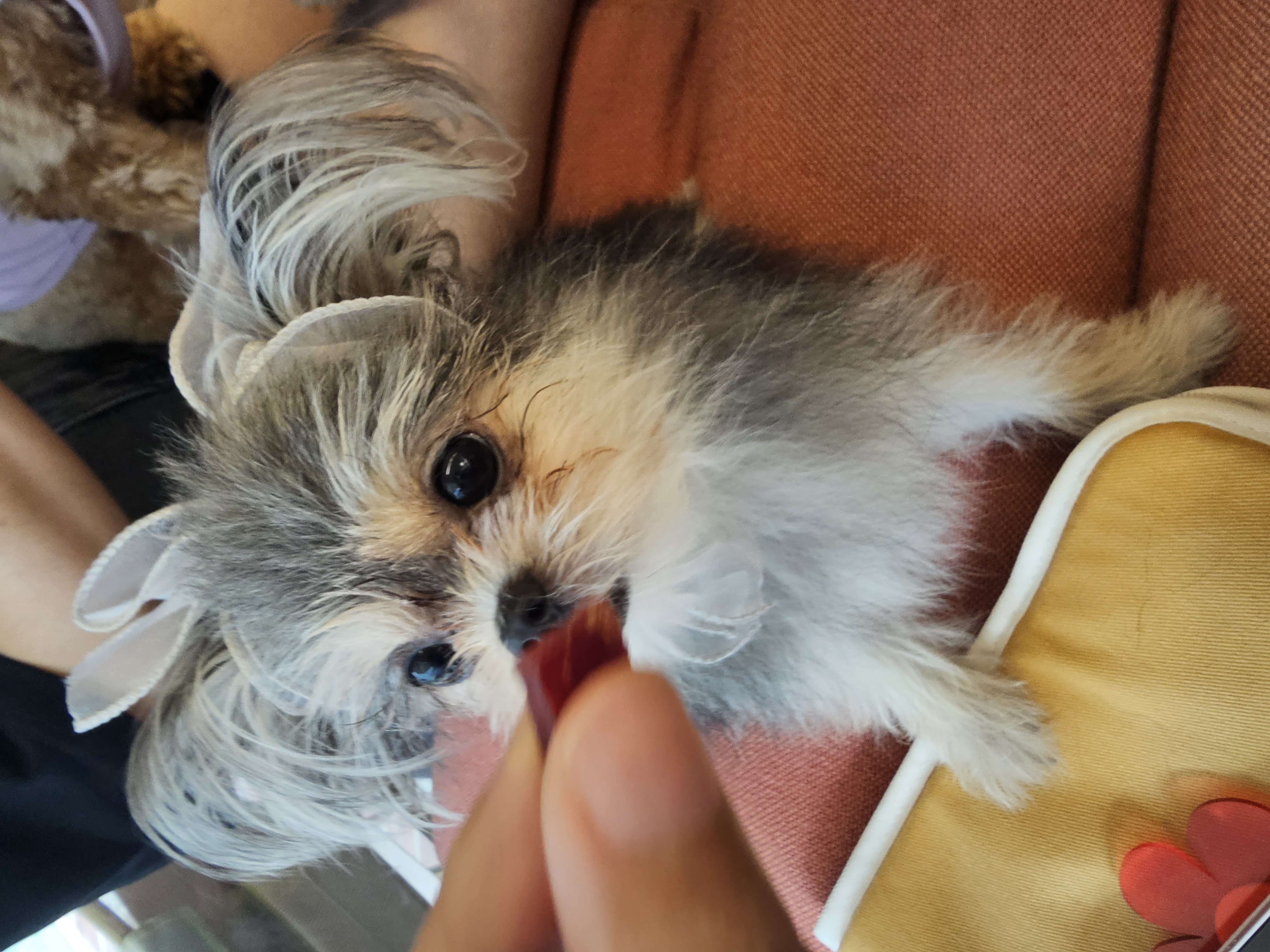 자반(소삼)이 입양 1년차 후기 💖