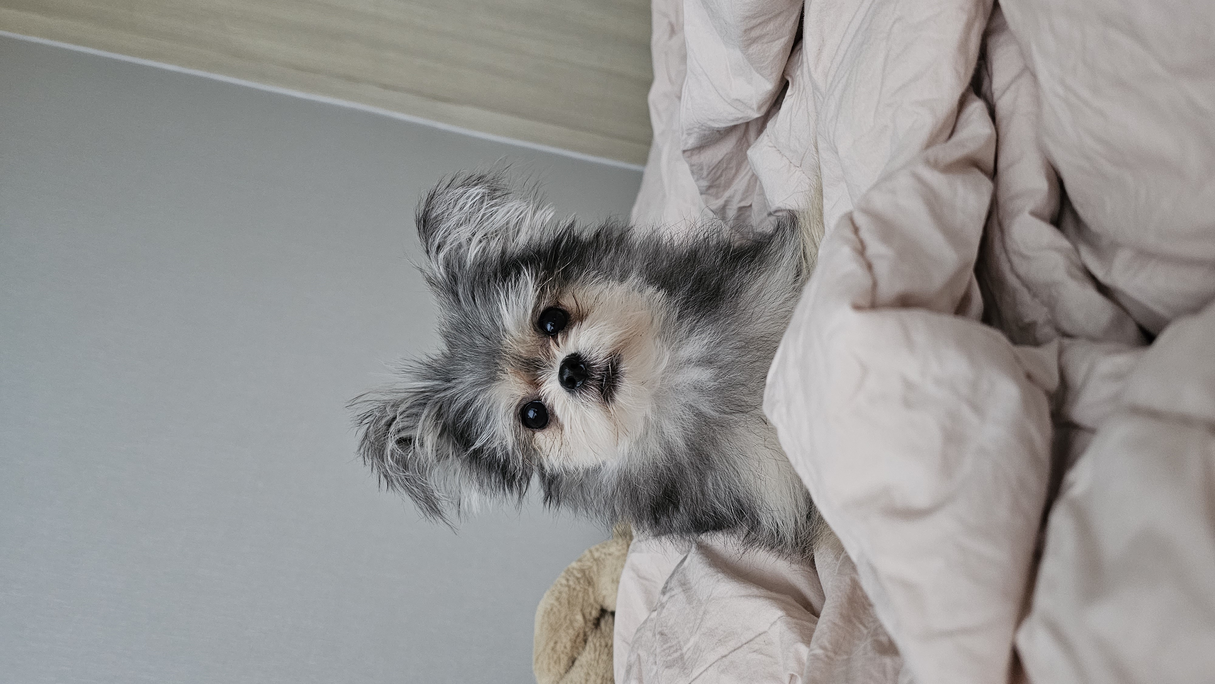 자반(소삼)이 입양 1년차 후기 💖