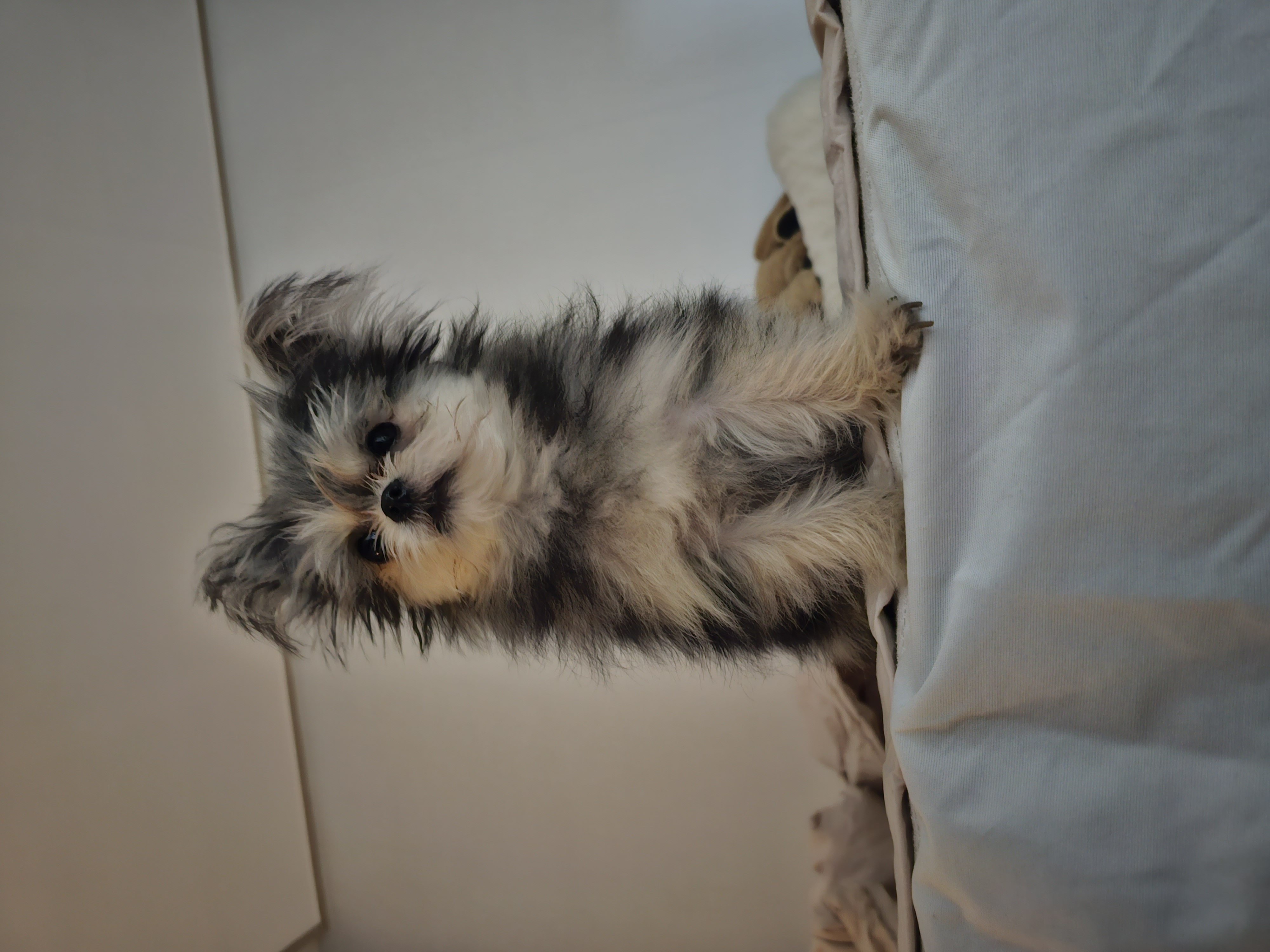 자반(소삼)이 입양 1년차 후기 💖