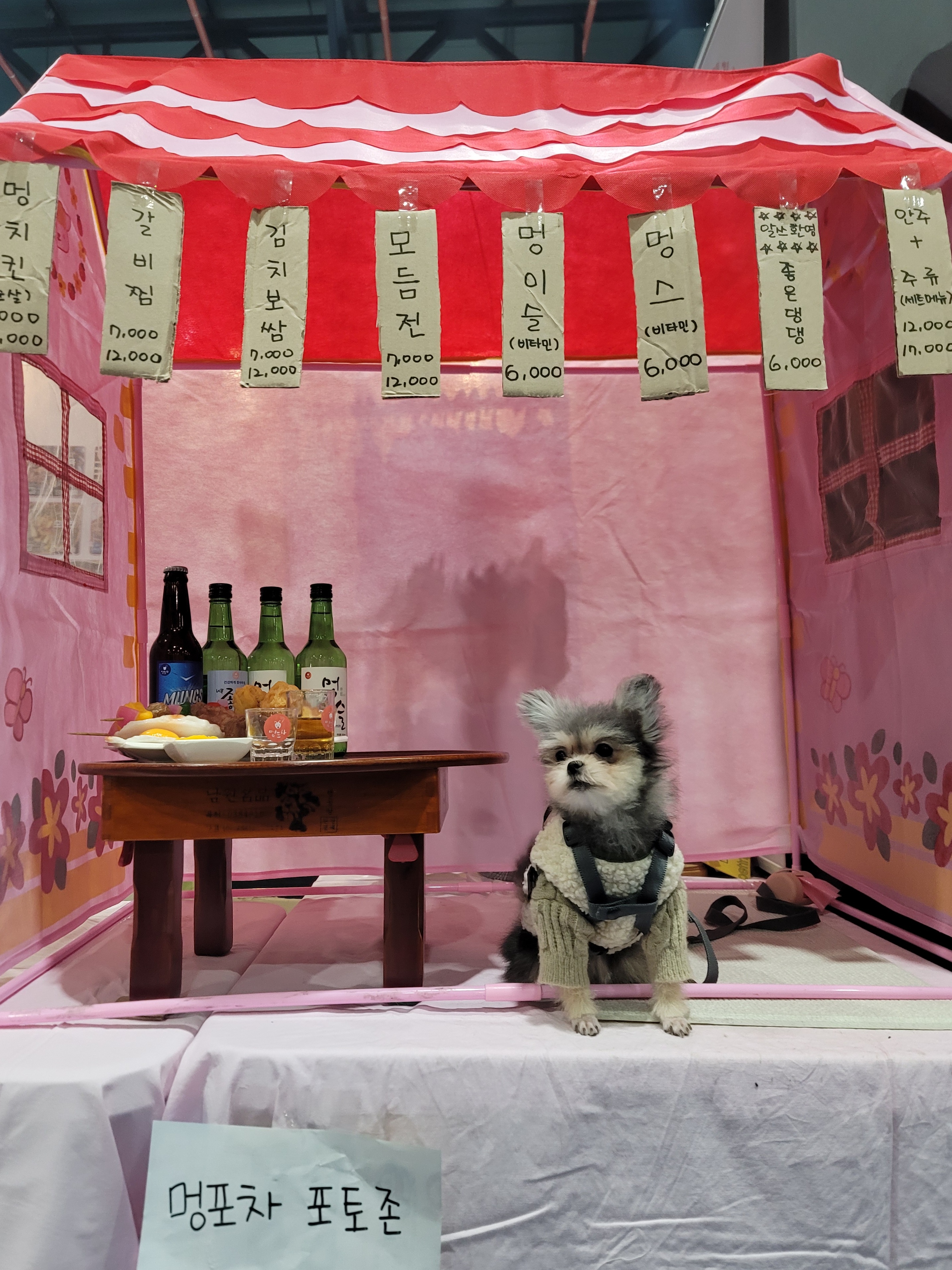 자반(소삼)이 입양 1년차 후기 💖