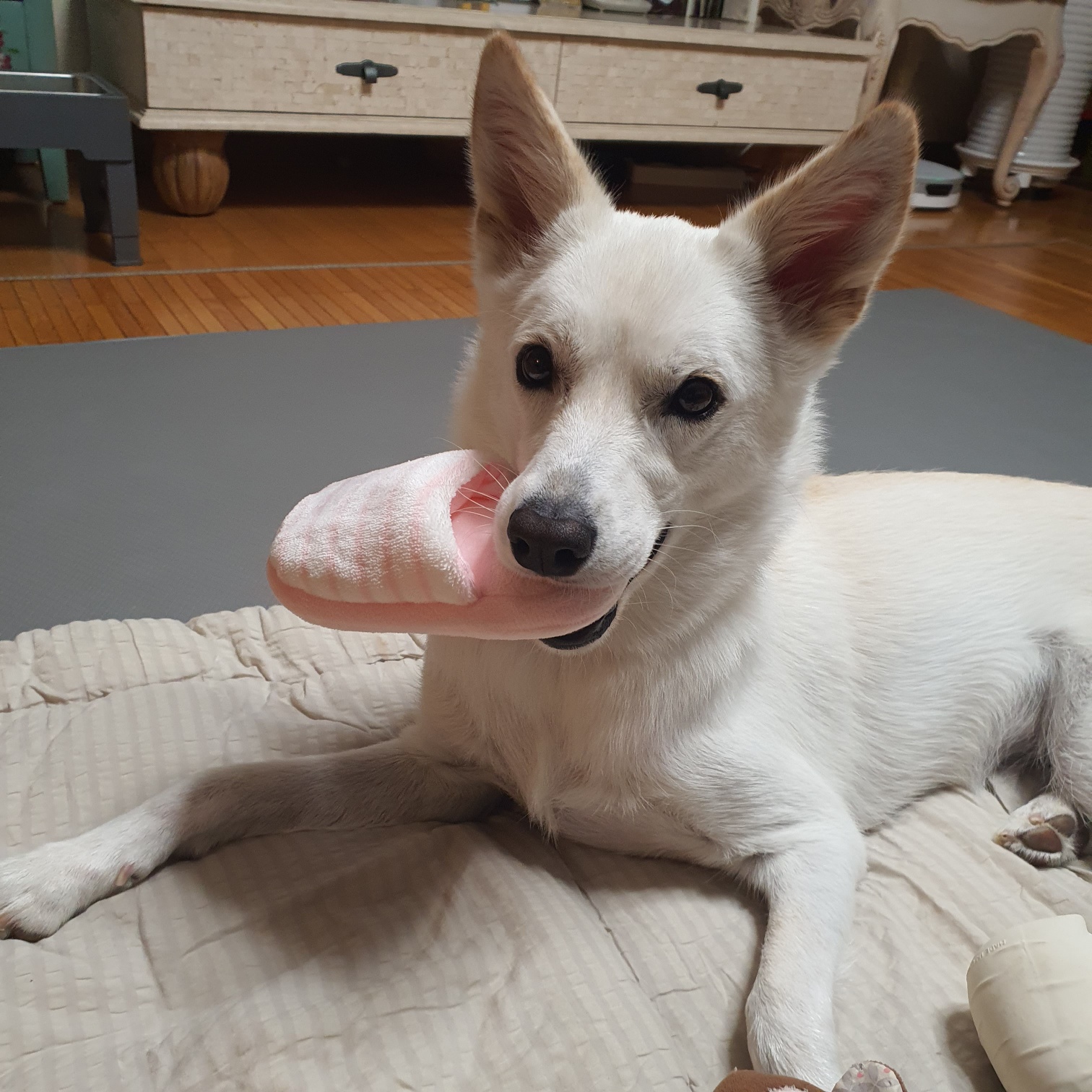 만세 입양 1년차 후기♡입니다