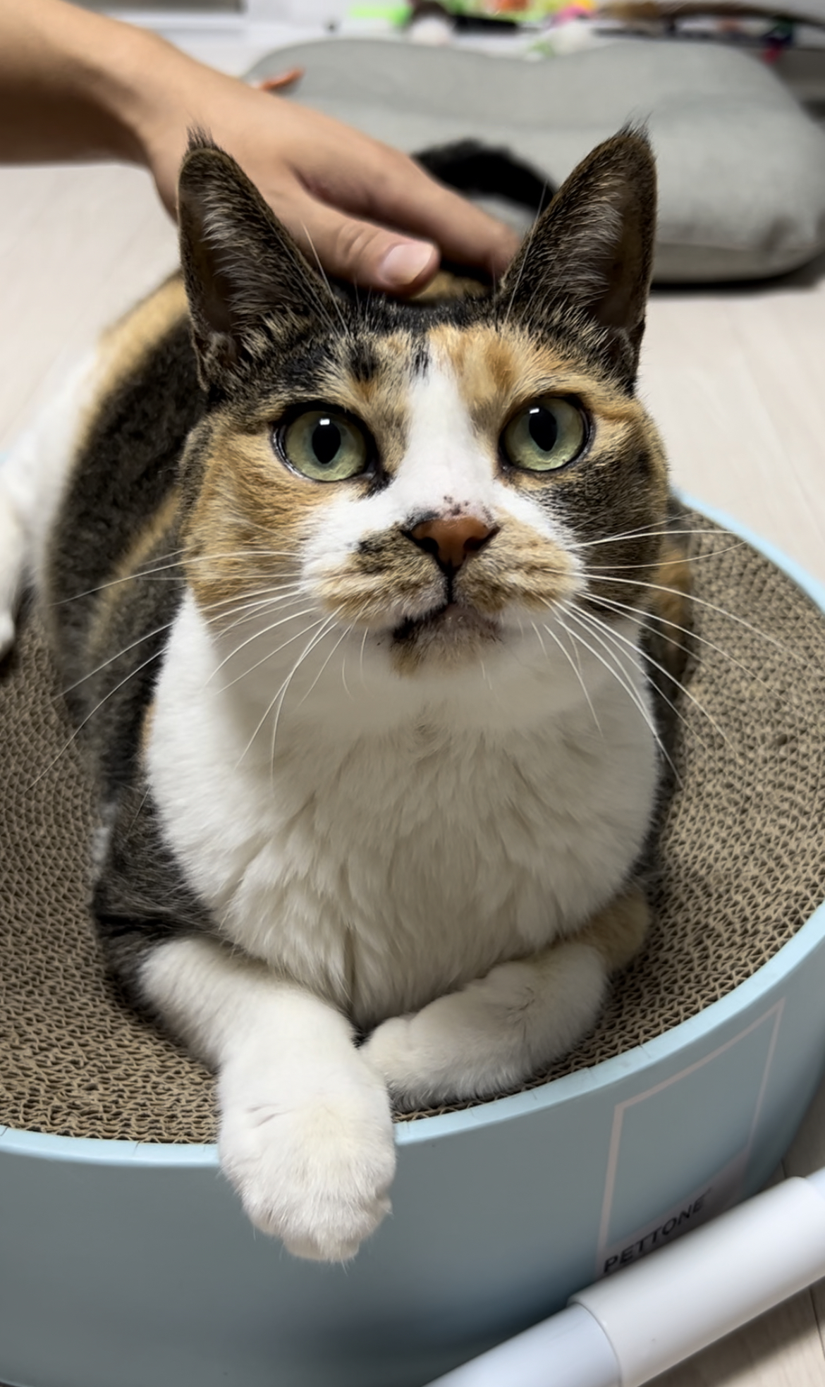 여름에 만난 샹떼와 3개월이 돼 가을을 맞이했습니다!