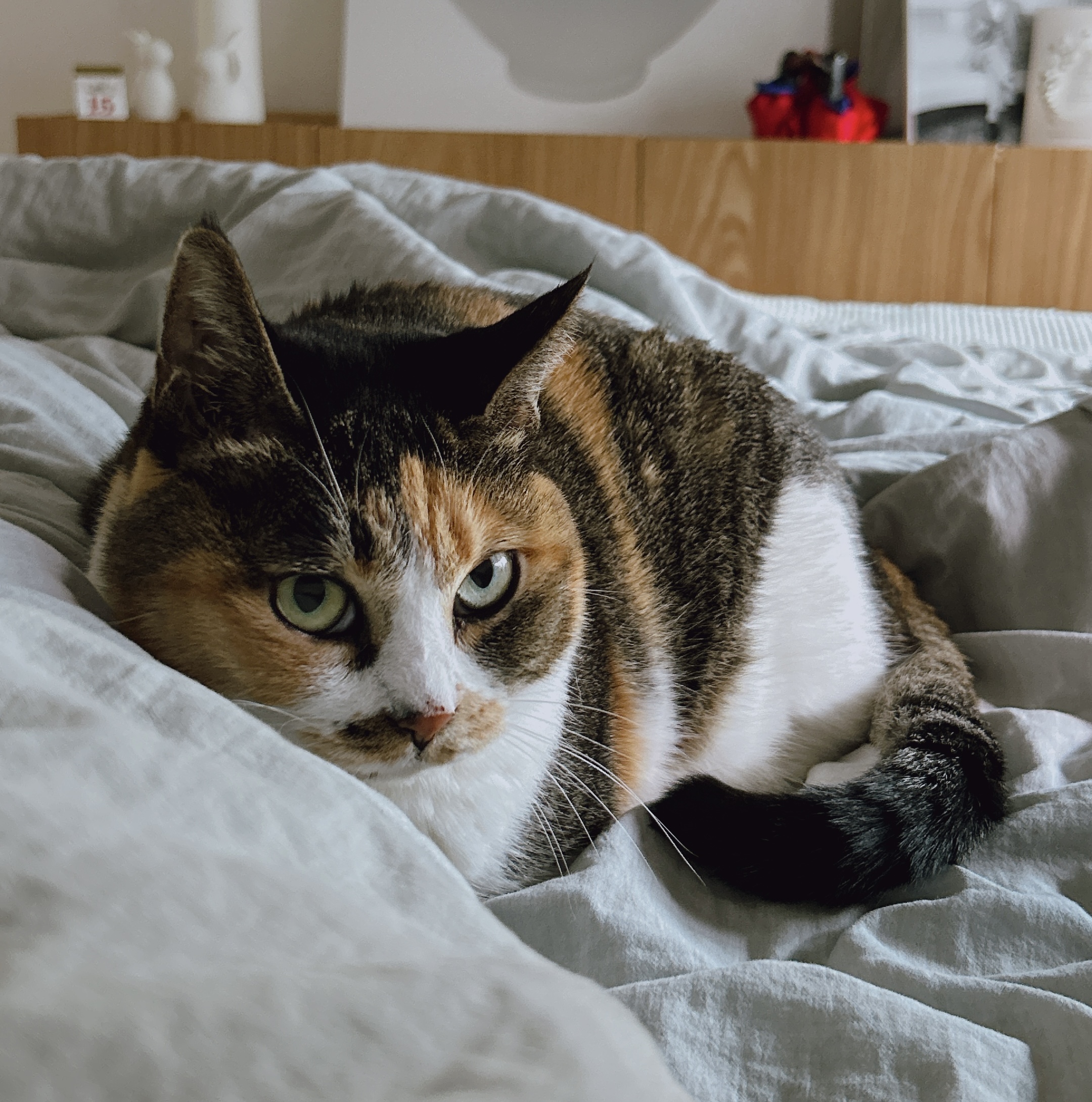 여름에 만난 샹떼와 3개월이 돼 가을을 맞이했습니다!