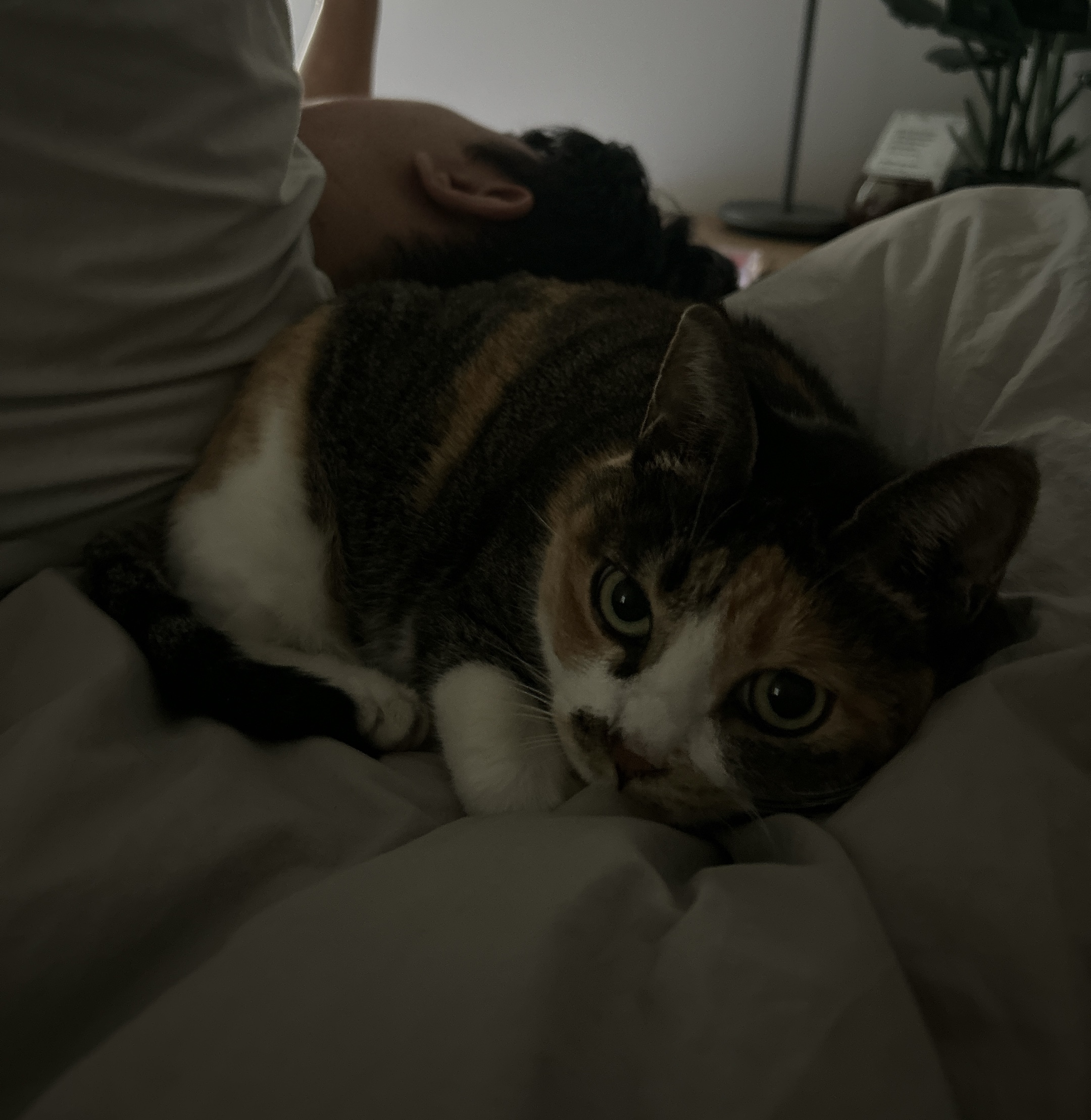 여름에 만난 샹떼와 3개월이 돼 가을을 맞이했습니다!