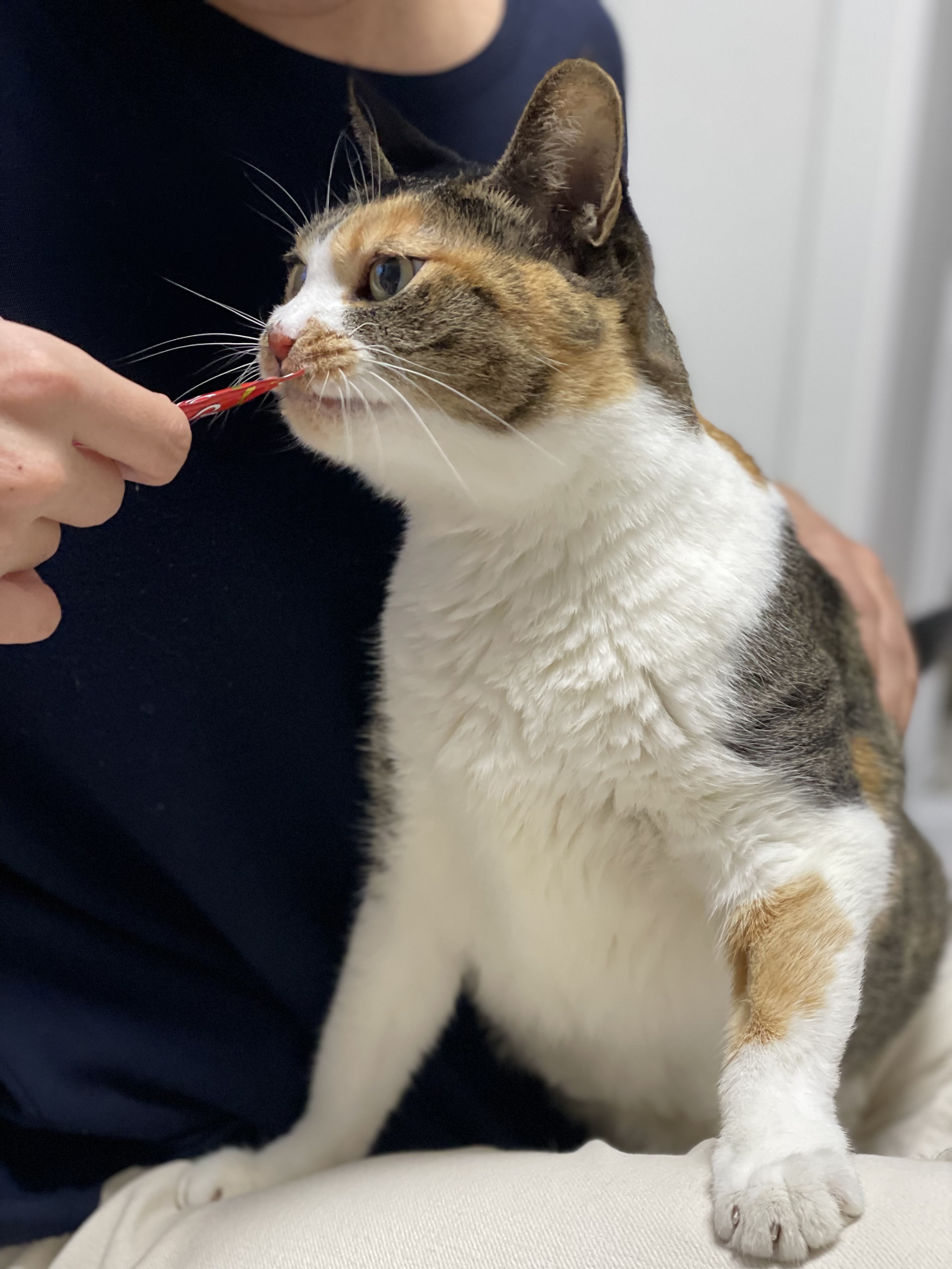 여름에 만난 샹떼와 3개월이 돼 가을을 맞이했습니다!