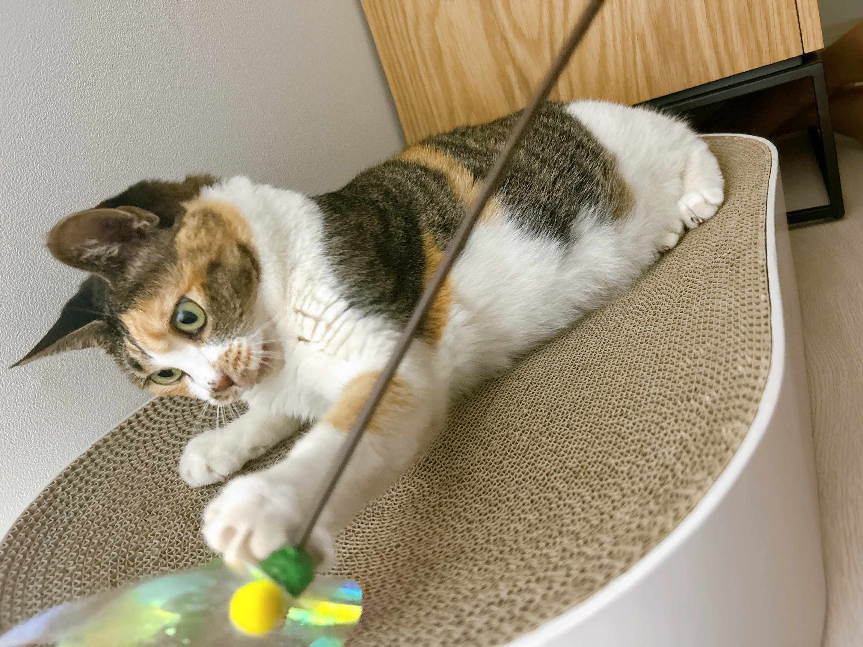 여름에 만난 샹떼와 3개월이 돼 가을을 맞이했습니다!